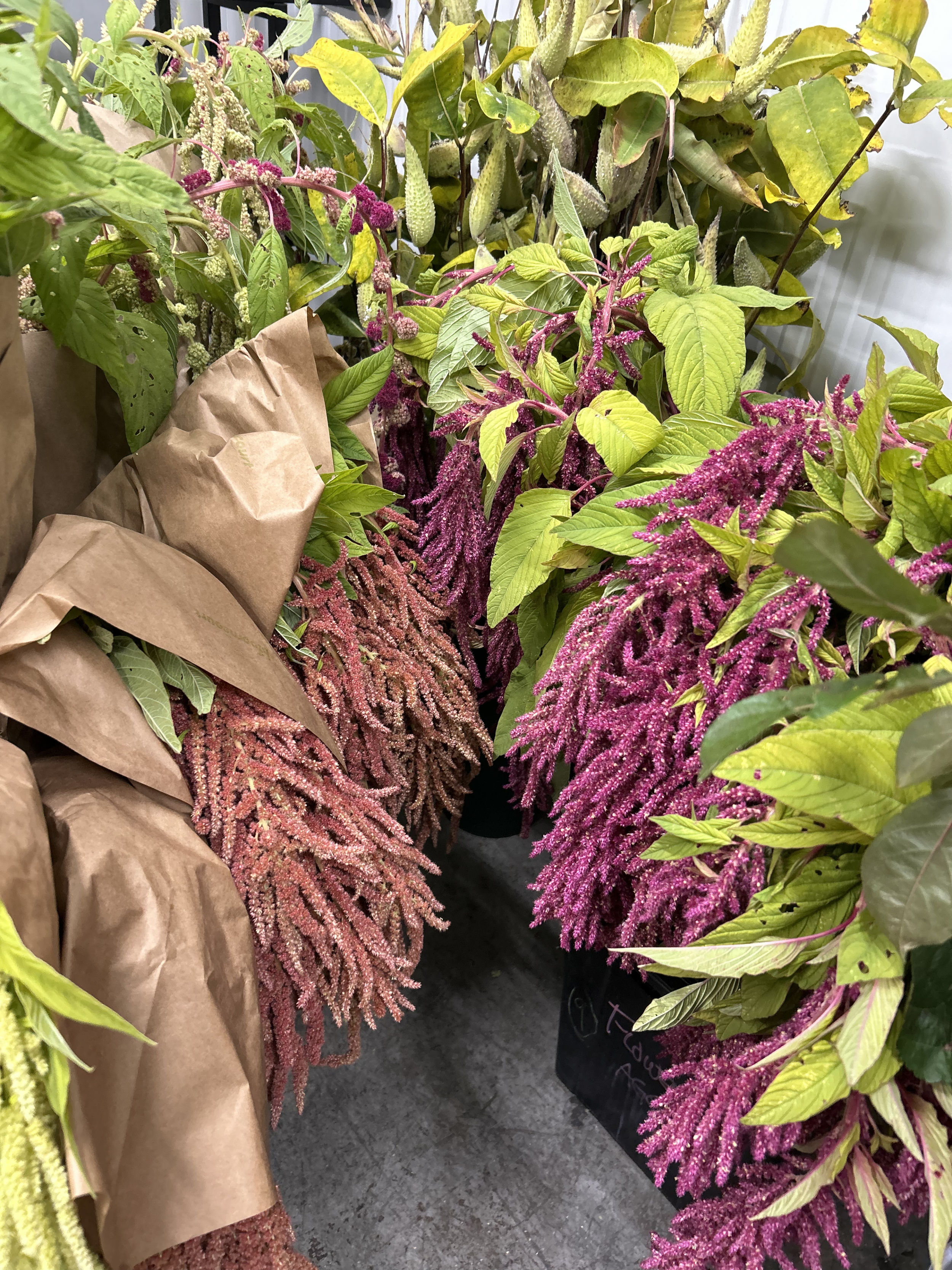 pink amaranth.png