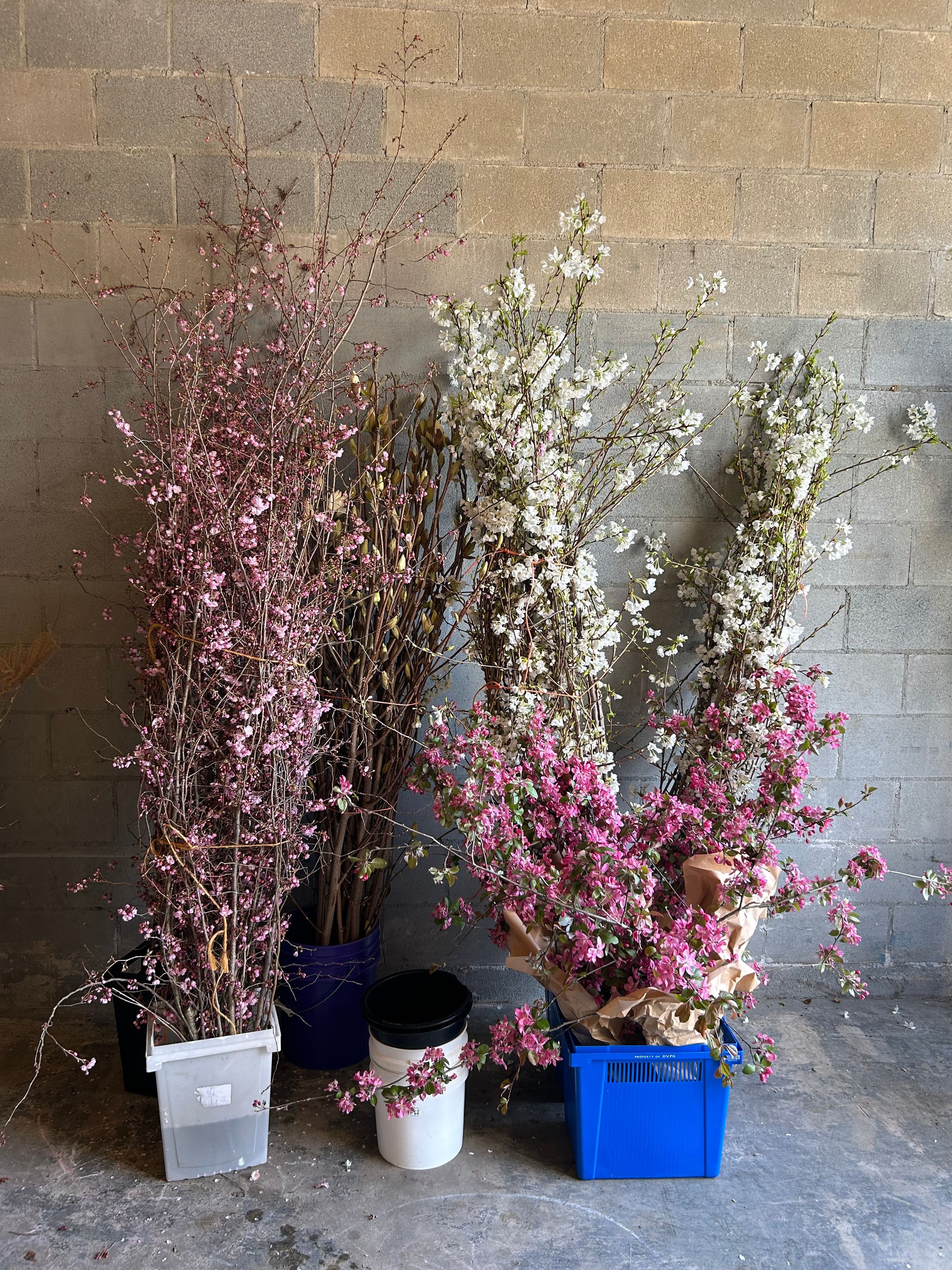 flowering branches cherry magnolia crab apple