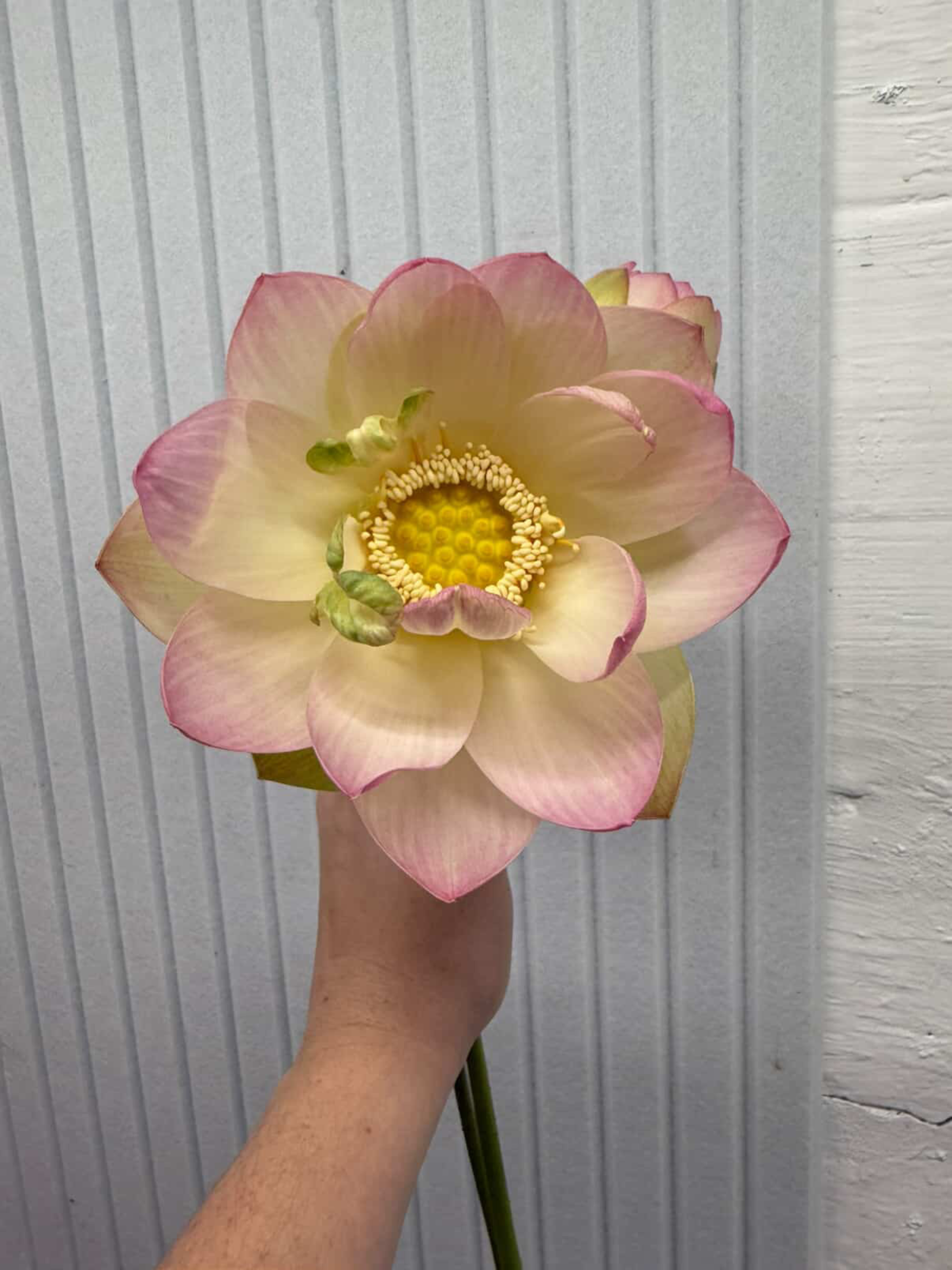 lotus flower.png