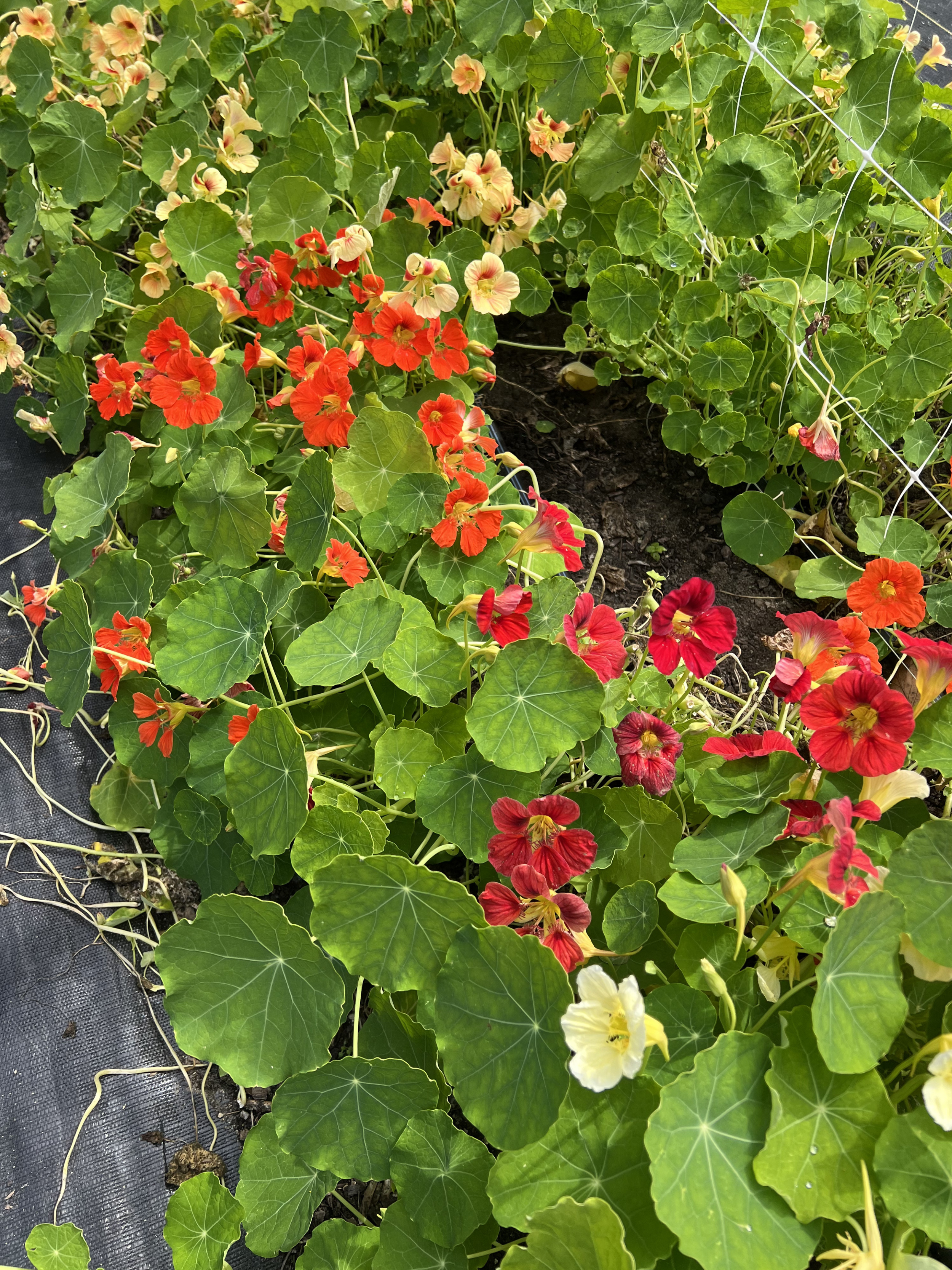 red nasturtium.png