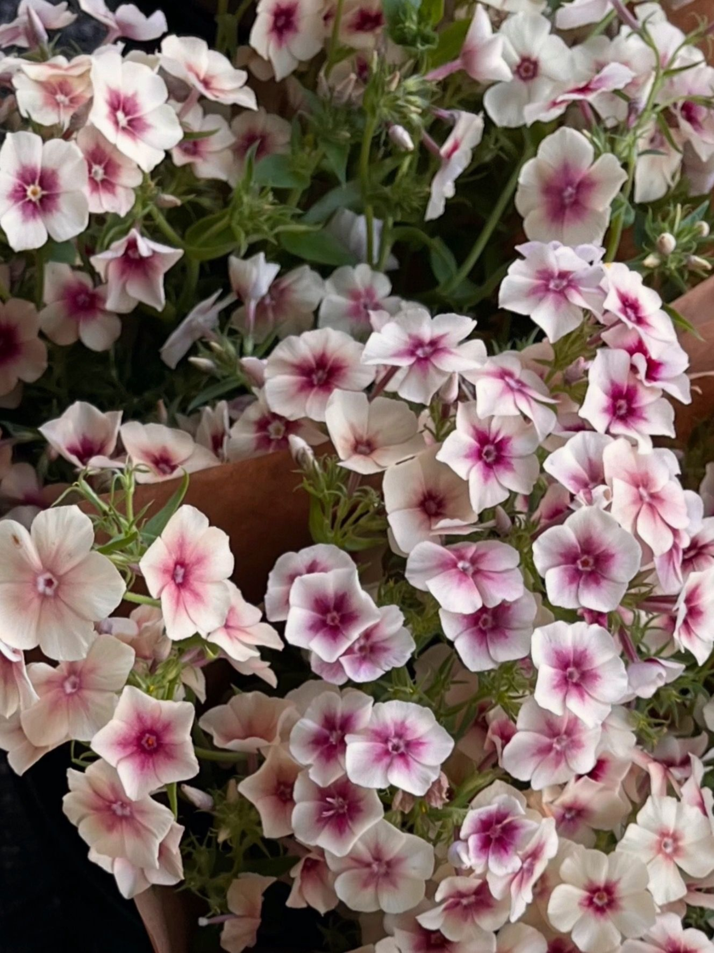cherry caramel phlox.png