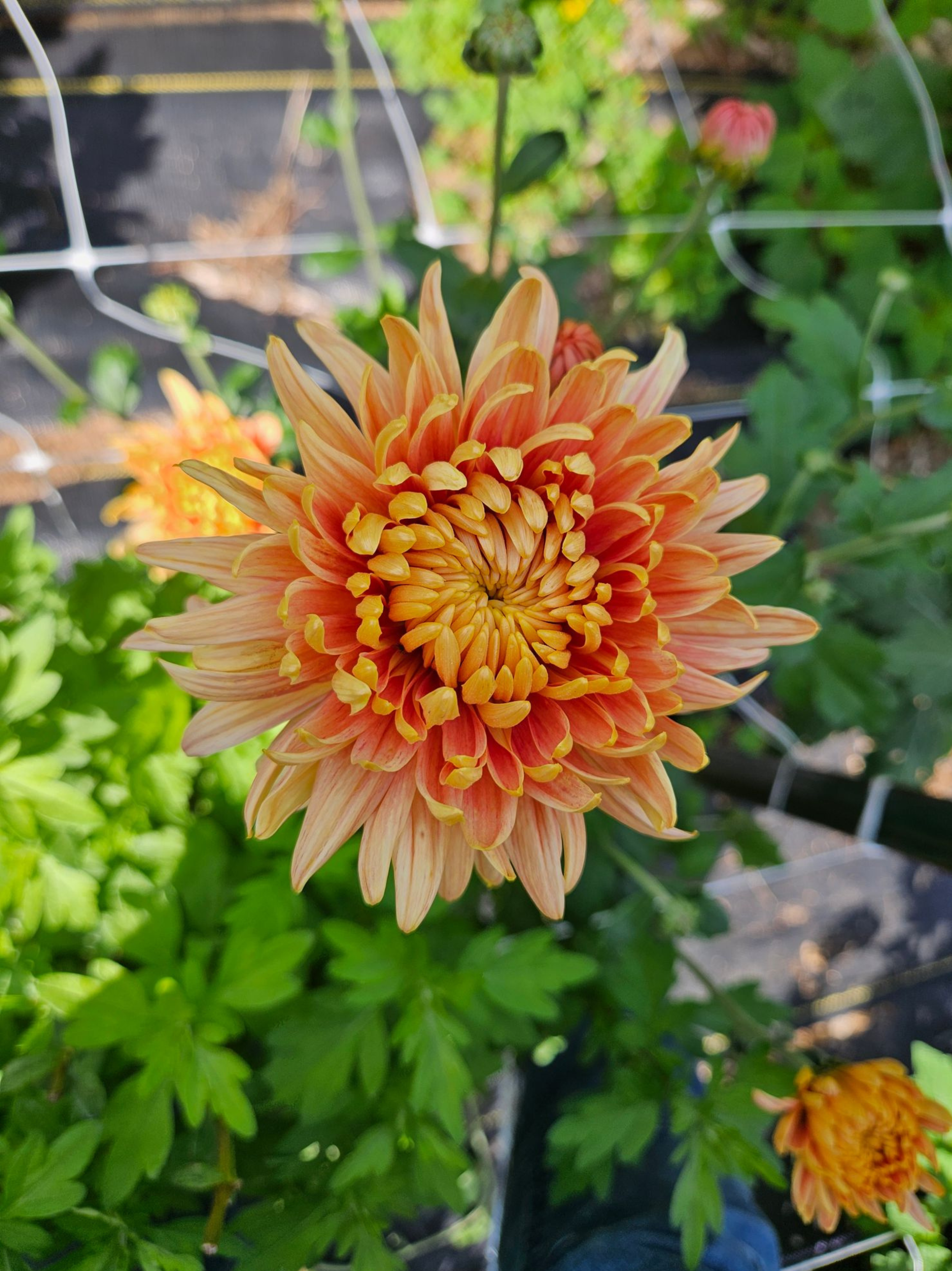 orange mum.png
