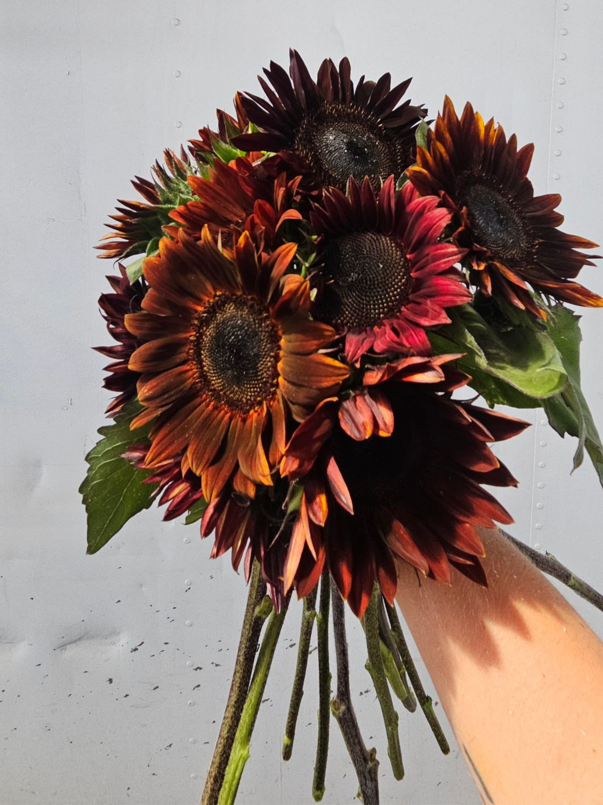 chocolate sunnies.png