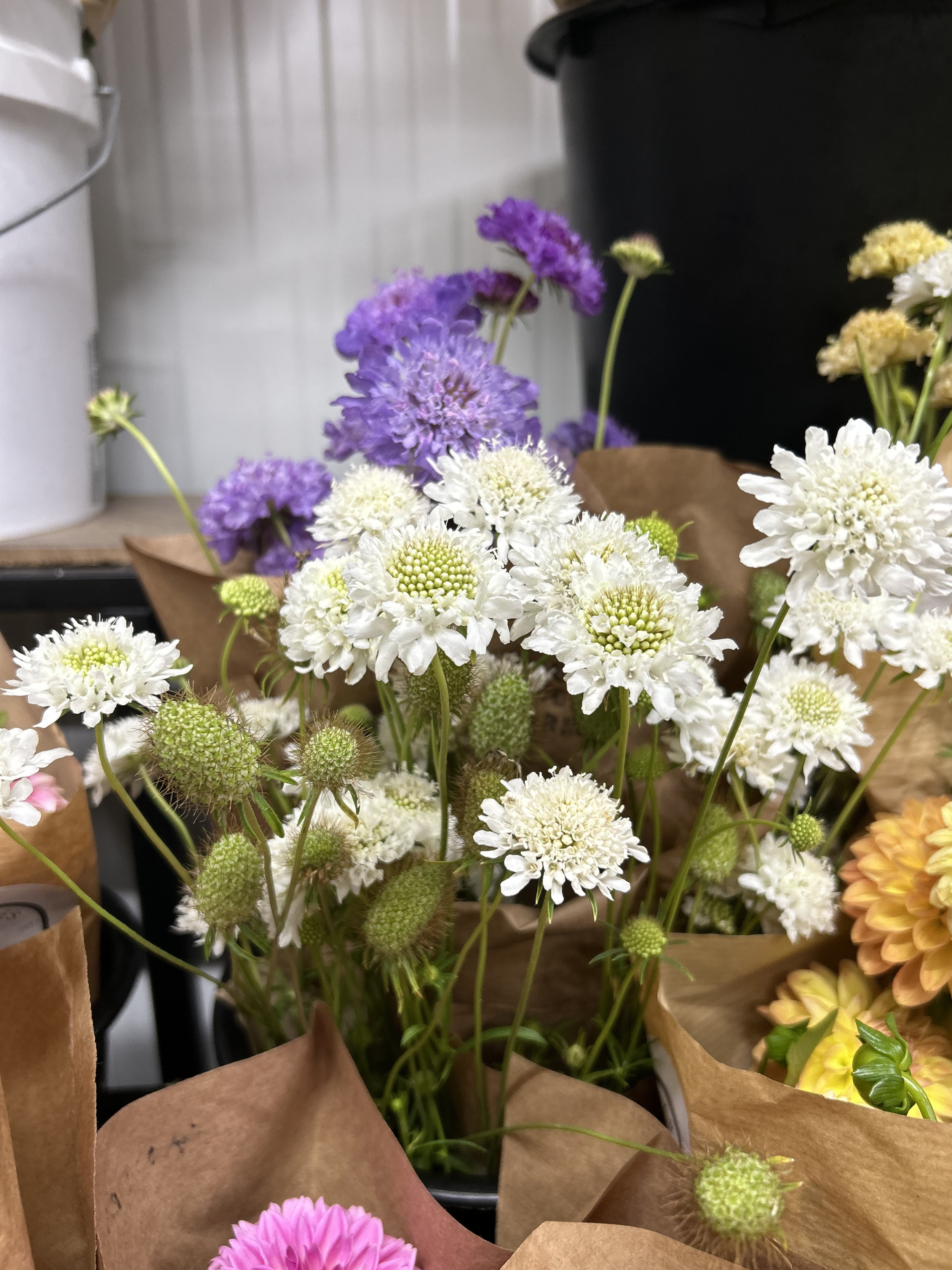 white scabiosa.png