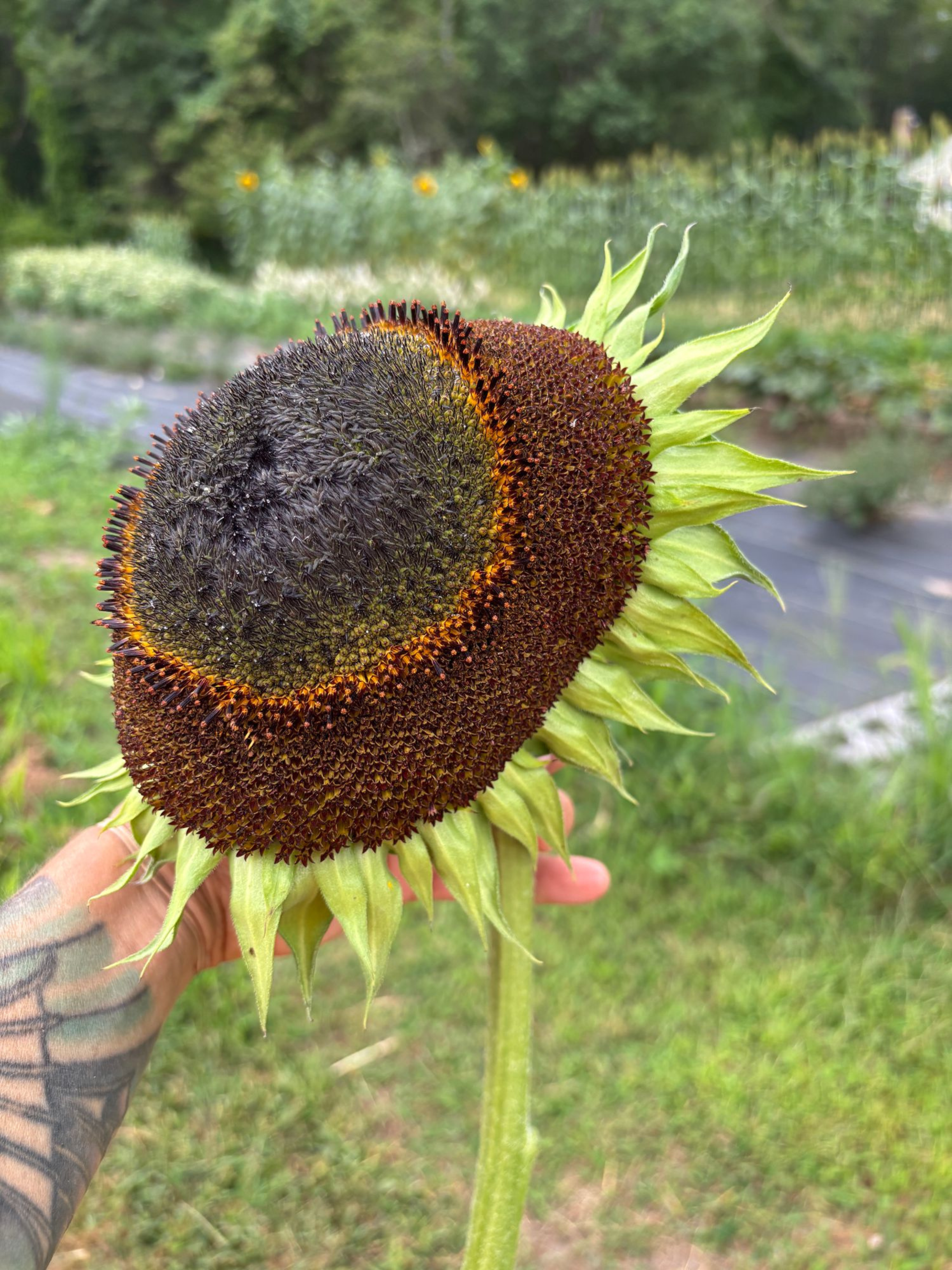 sunflower head.png