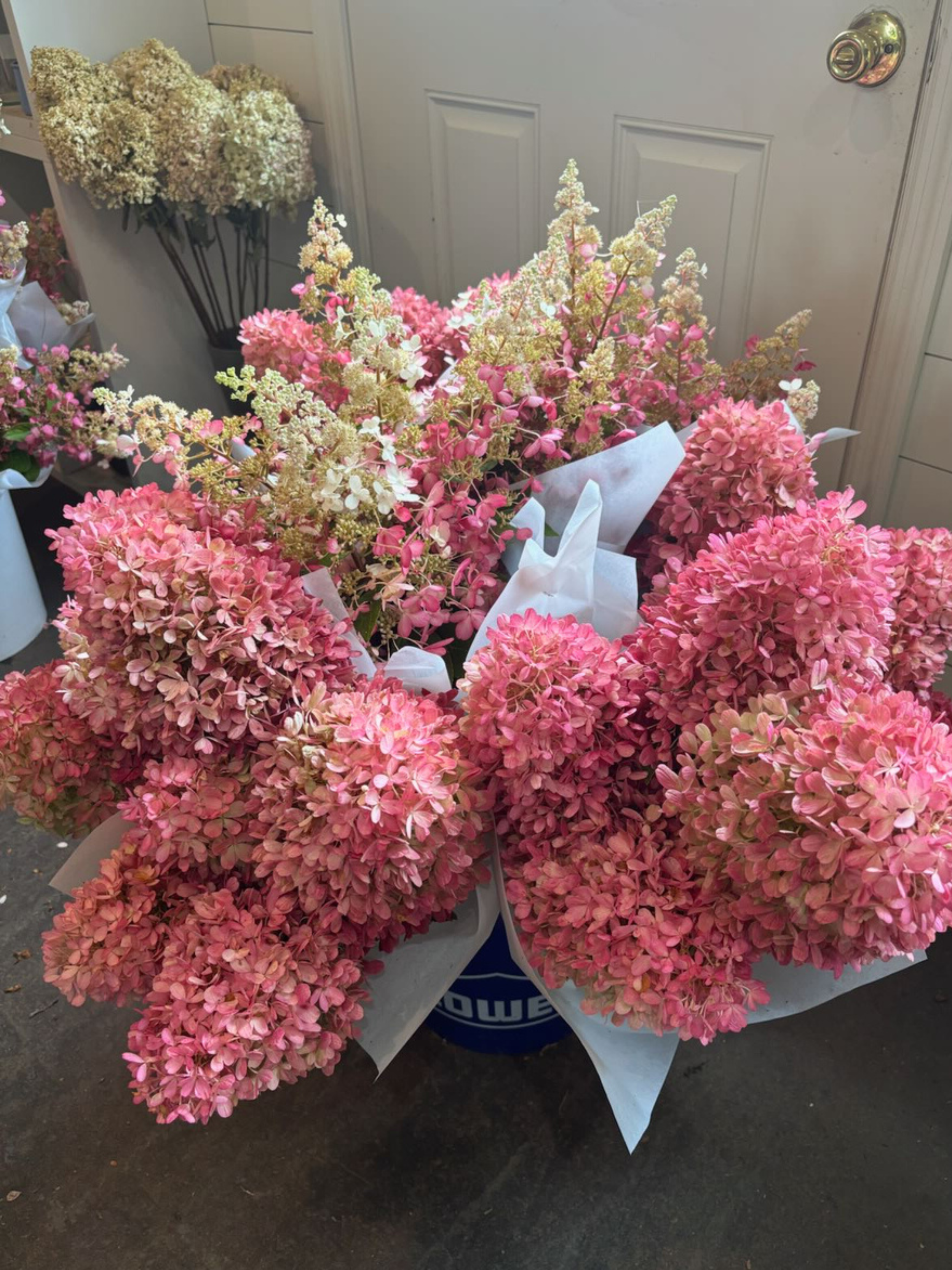 pink hydrangea (1).png