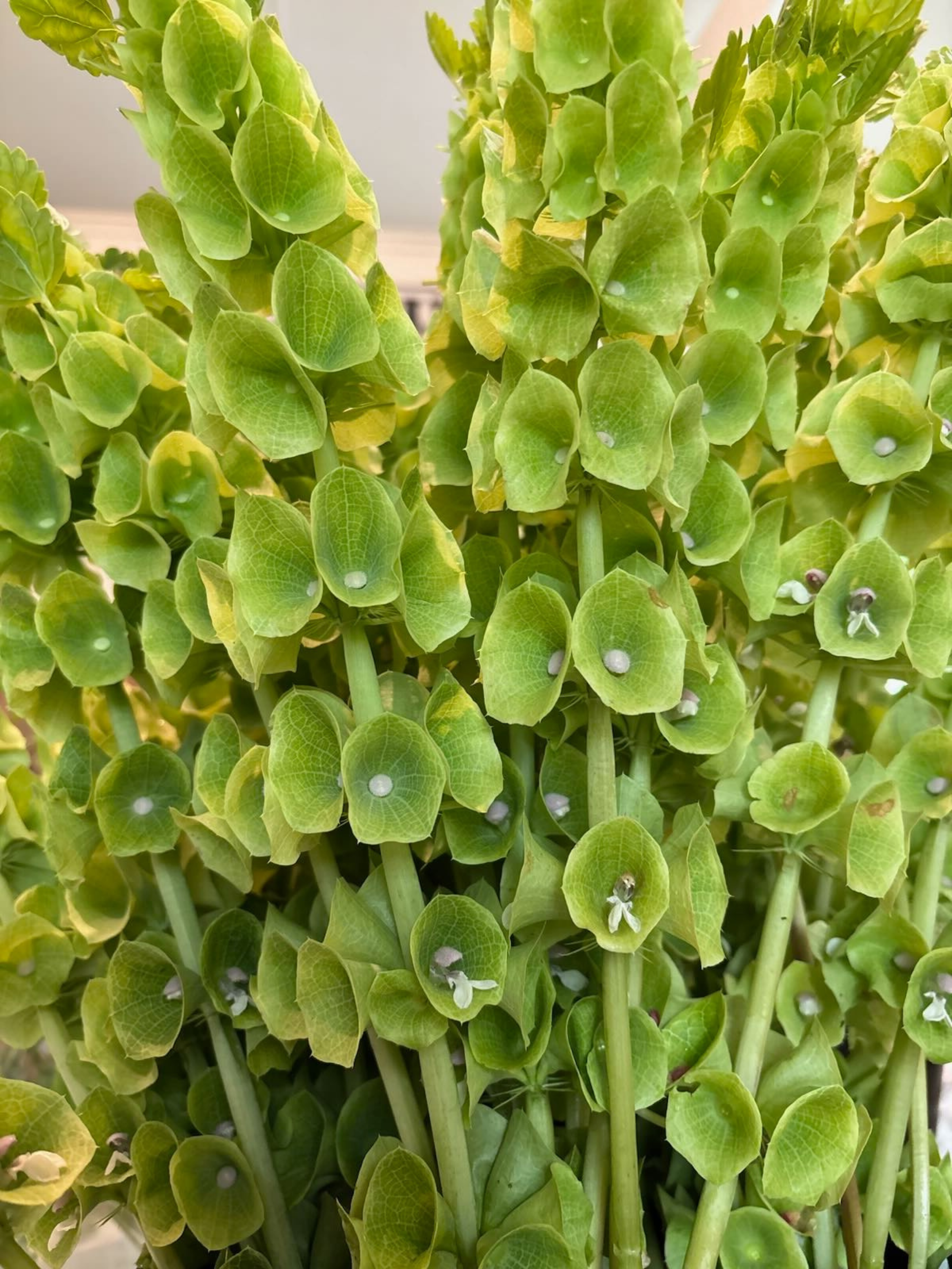 bells of ireland.png