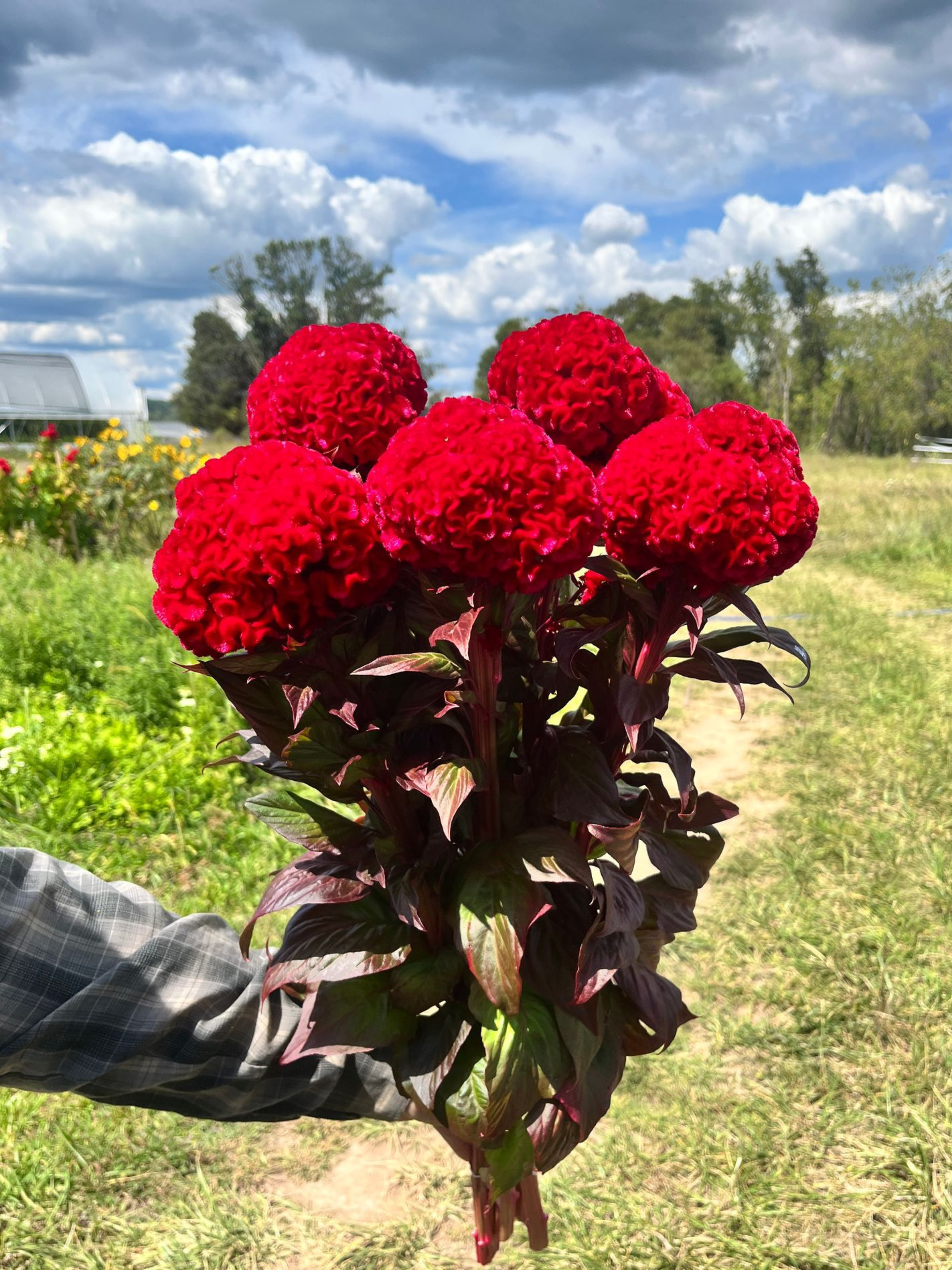 red celosia.png