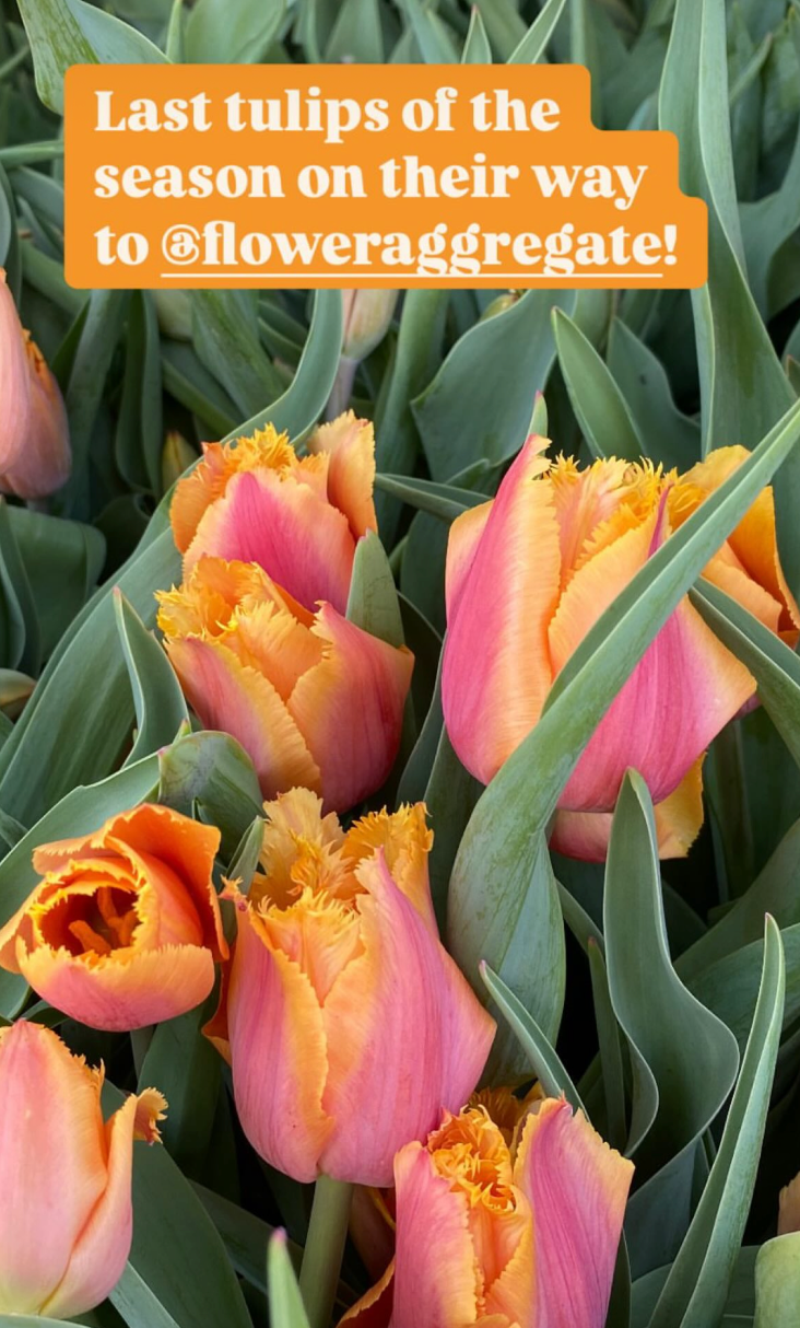 Close-up of pink and yellow fringed tulips among green leaves, with an orange text box at the top stating "Last tulips of the season on their way to floweraggregate!"