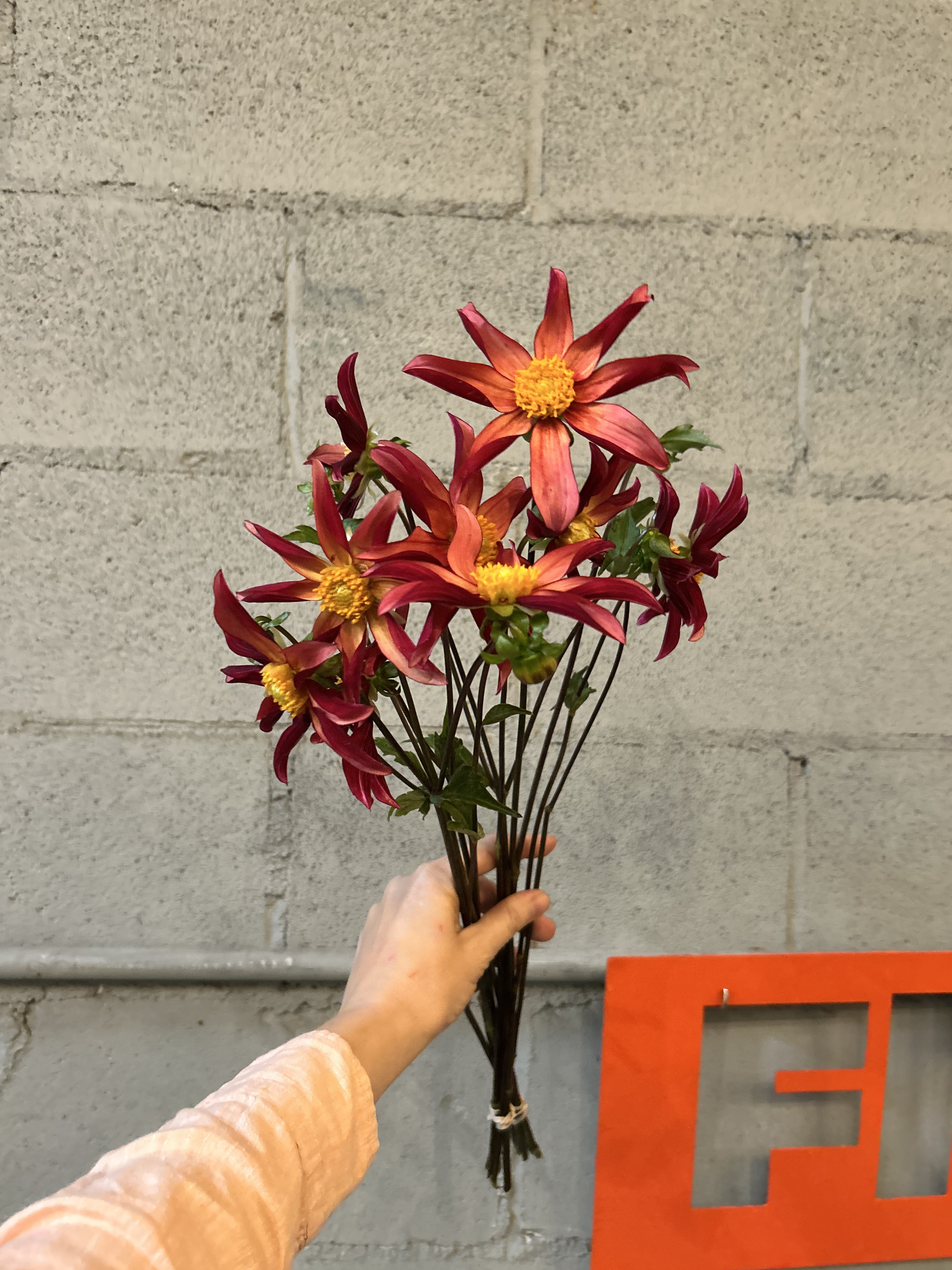 red orchid dahlia.png