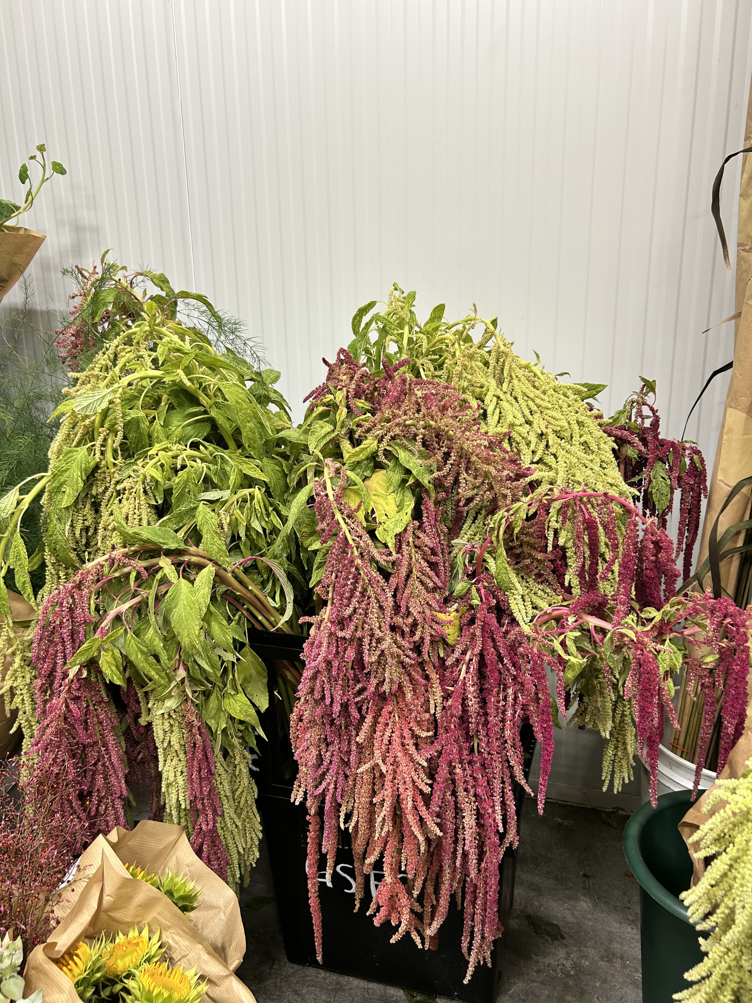 amaranth (1).png