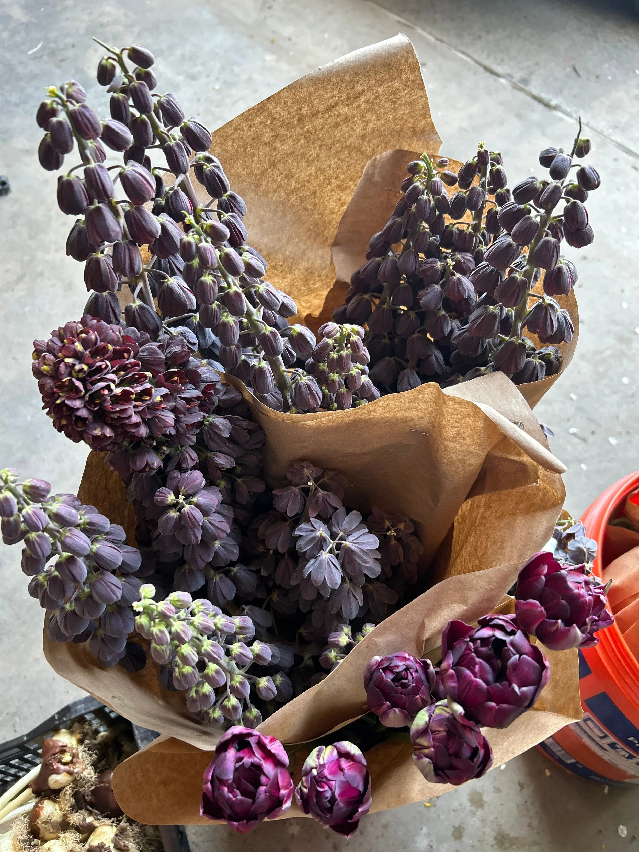 fritillaria persica and tulips