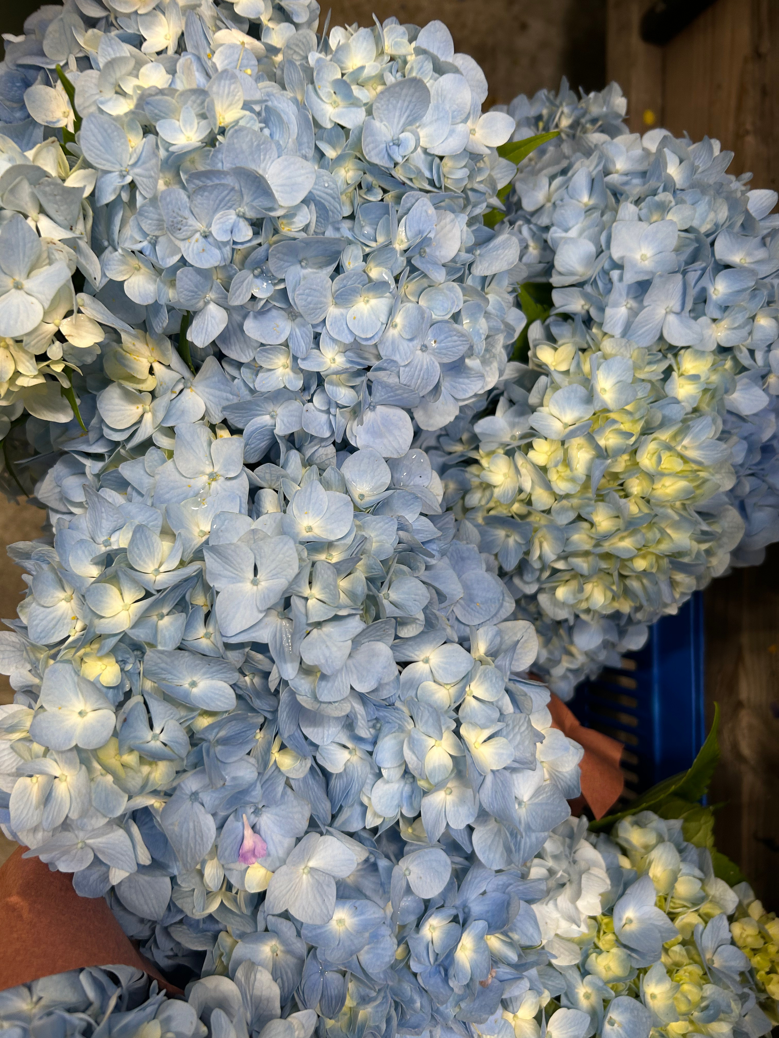 blue hydrangea.png