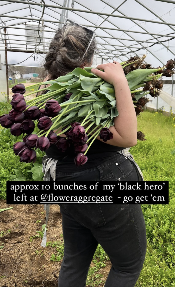 Person holding a large bunch of dark purple tulips in a greenhouse with a grassy area and green plants around.