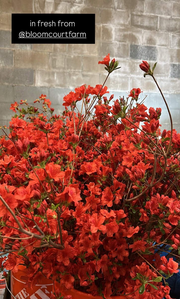 A large pot of vibrant red flowering plants, likely petunias, against a brick wall background. A black label in the upper left corner reads 'in fresh from @bloomcourtfarm'.