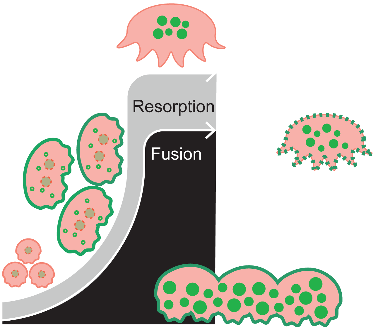 Elevated surface La promotes hyperfusion and contributes to impaired resorption in osteopetrosis