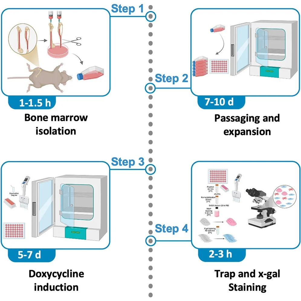 Protocol for the isolation of inducible GαsR201C explant cultures for ex vivo modeling of fibrous dysplasia of bone and pathologic osteoclastogenesis.
