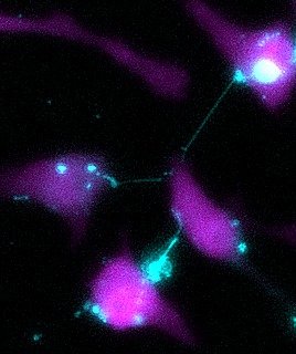 Hela PS arms.jpg
