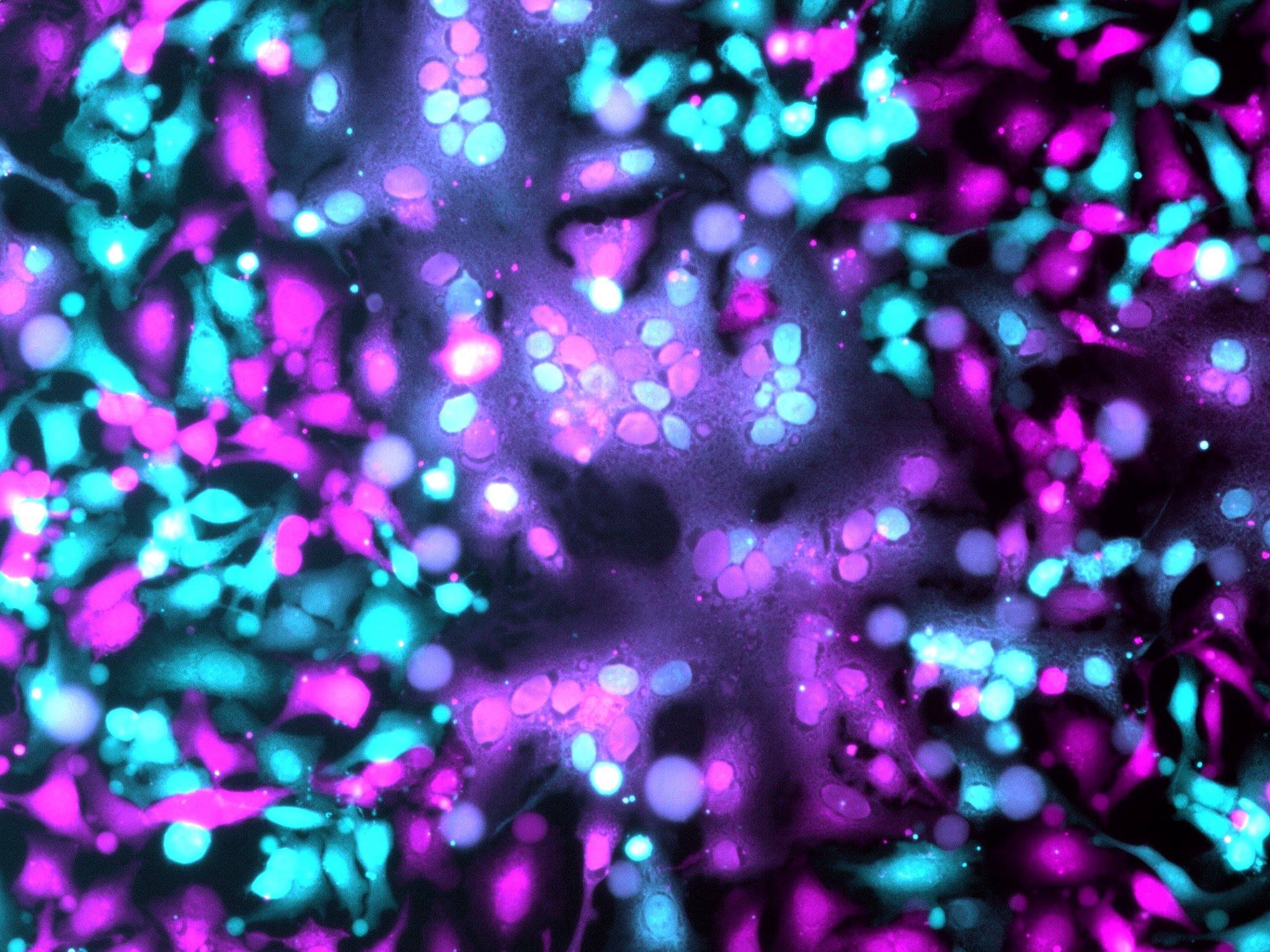 Syncytin 1 mediated HeLa cell fusion. (Cyan = green Cytotracker; Magenta = red Cytotracker