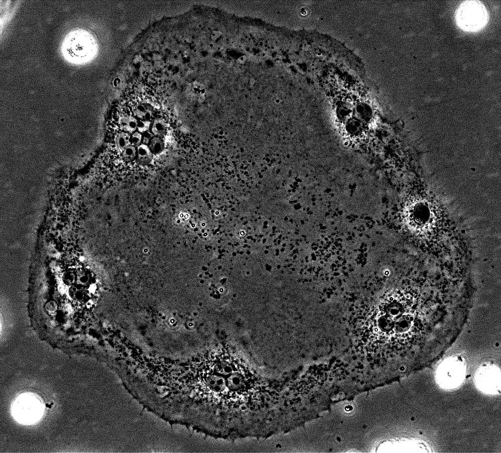 phase mouse clast.jpg
