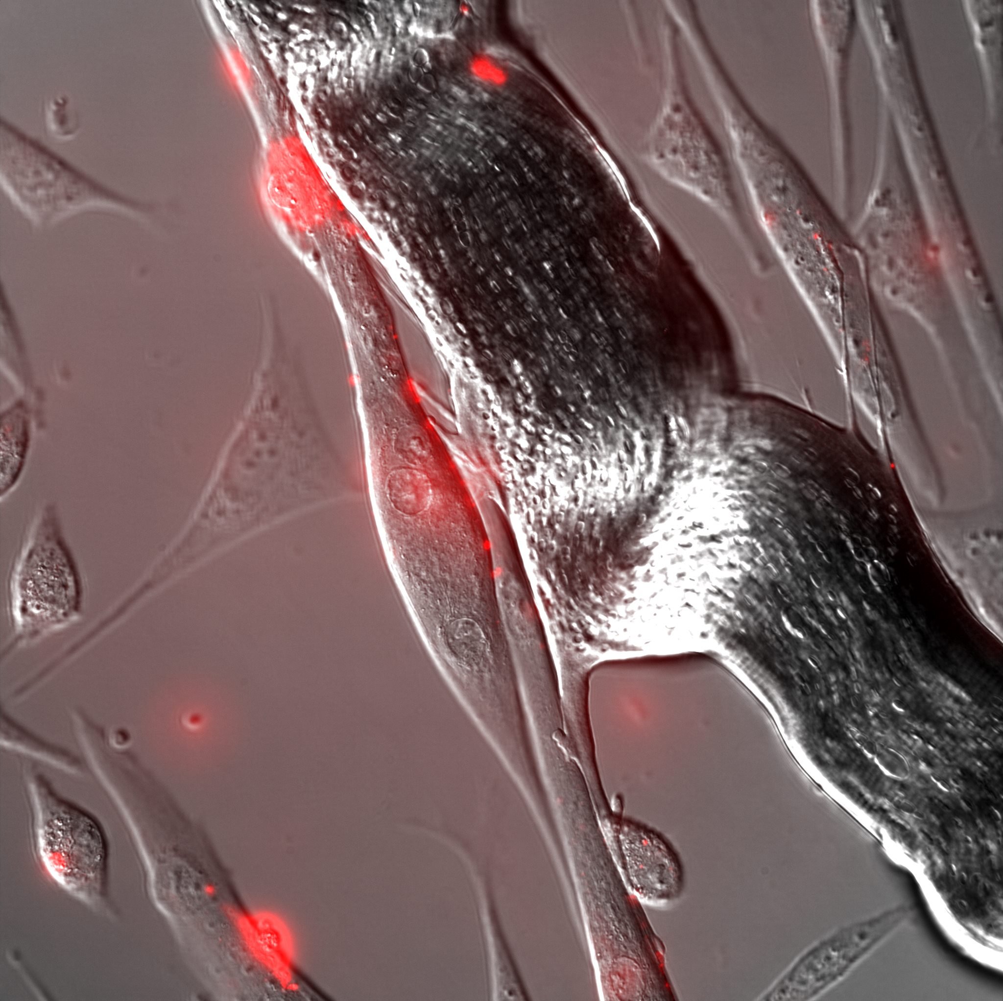 Murine muscle fiber isolated from the flexor digitorum brevis cultured ex vivo with a collection of daughter myocytes produced by fiber associated satellite cells. (grey = Differential Interference Contrast; red = Phosphatidlserine probe)