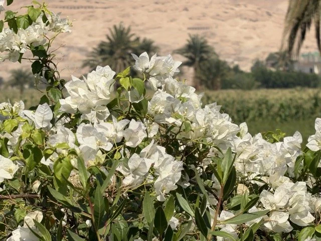 IMG_8621 Medium.jpeg