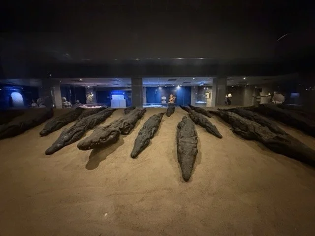 IMG_0593 Medium.jpeg