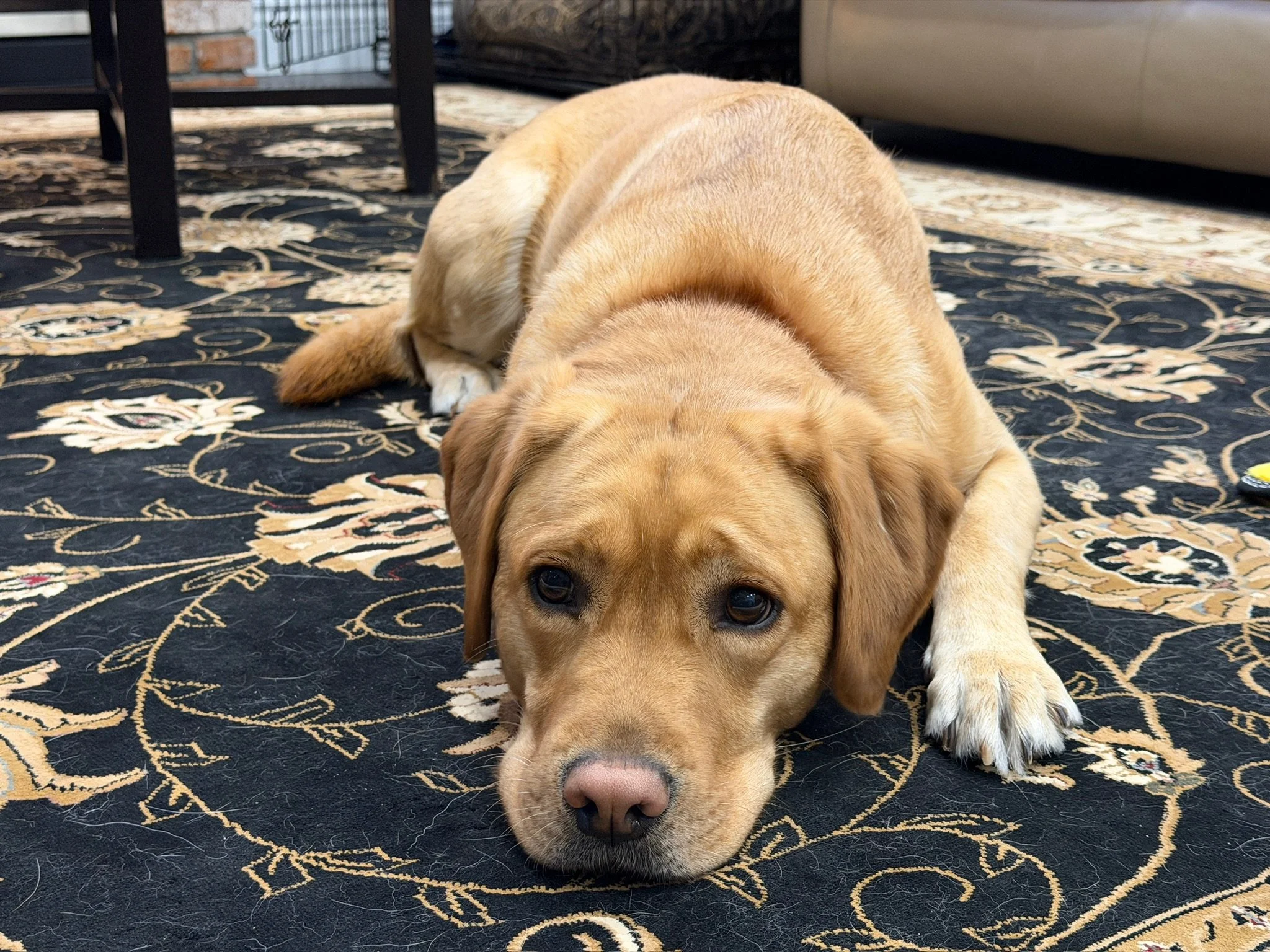 SHILOH’S EXCELLENT ADVENTURE VIII ~ Breaking Dad