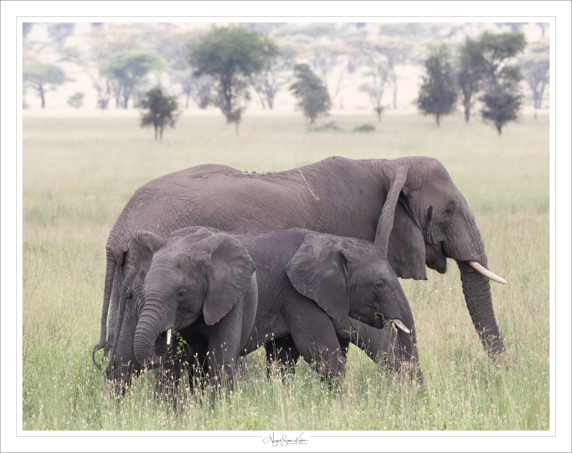 Elephant babes Serengeti Tanzania 0146.jpg