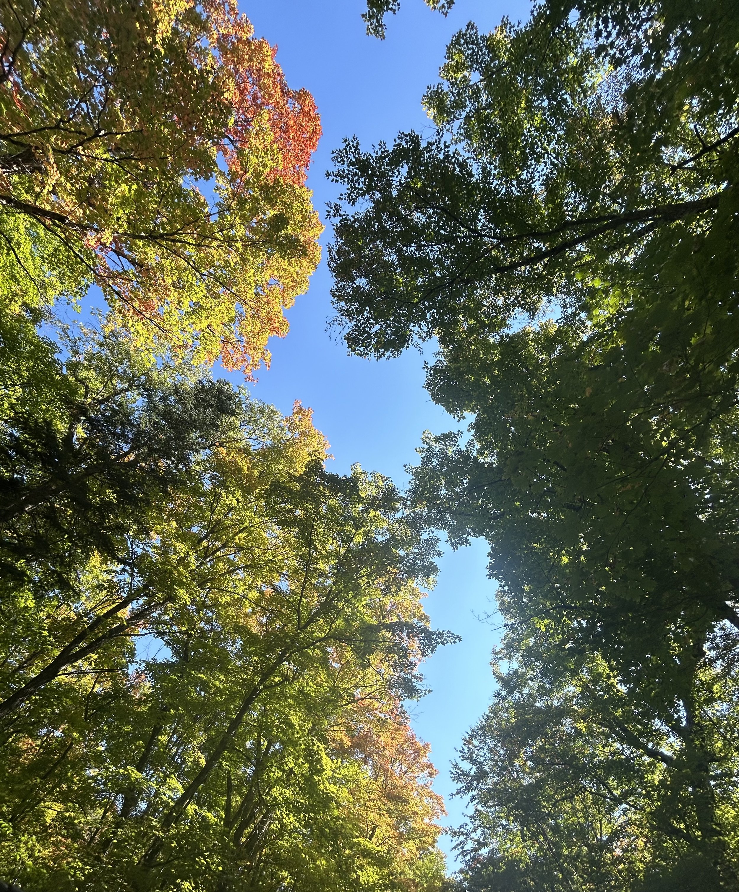 IMG_1203.jpeg