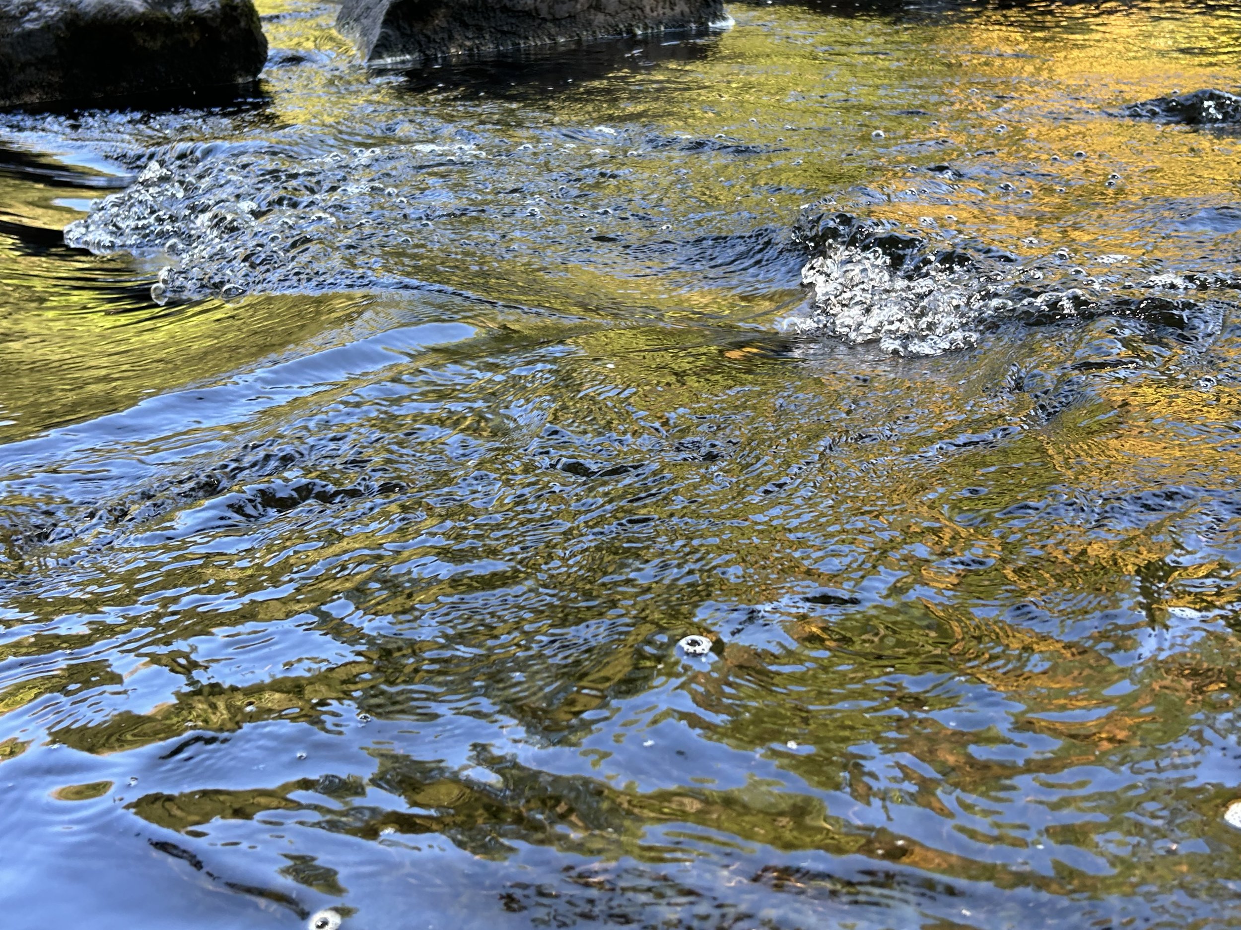 IMG_1164.jpeg