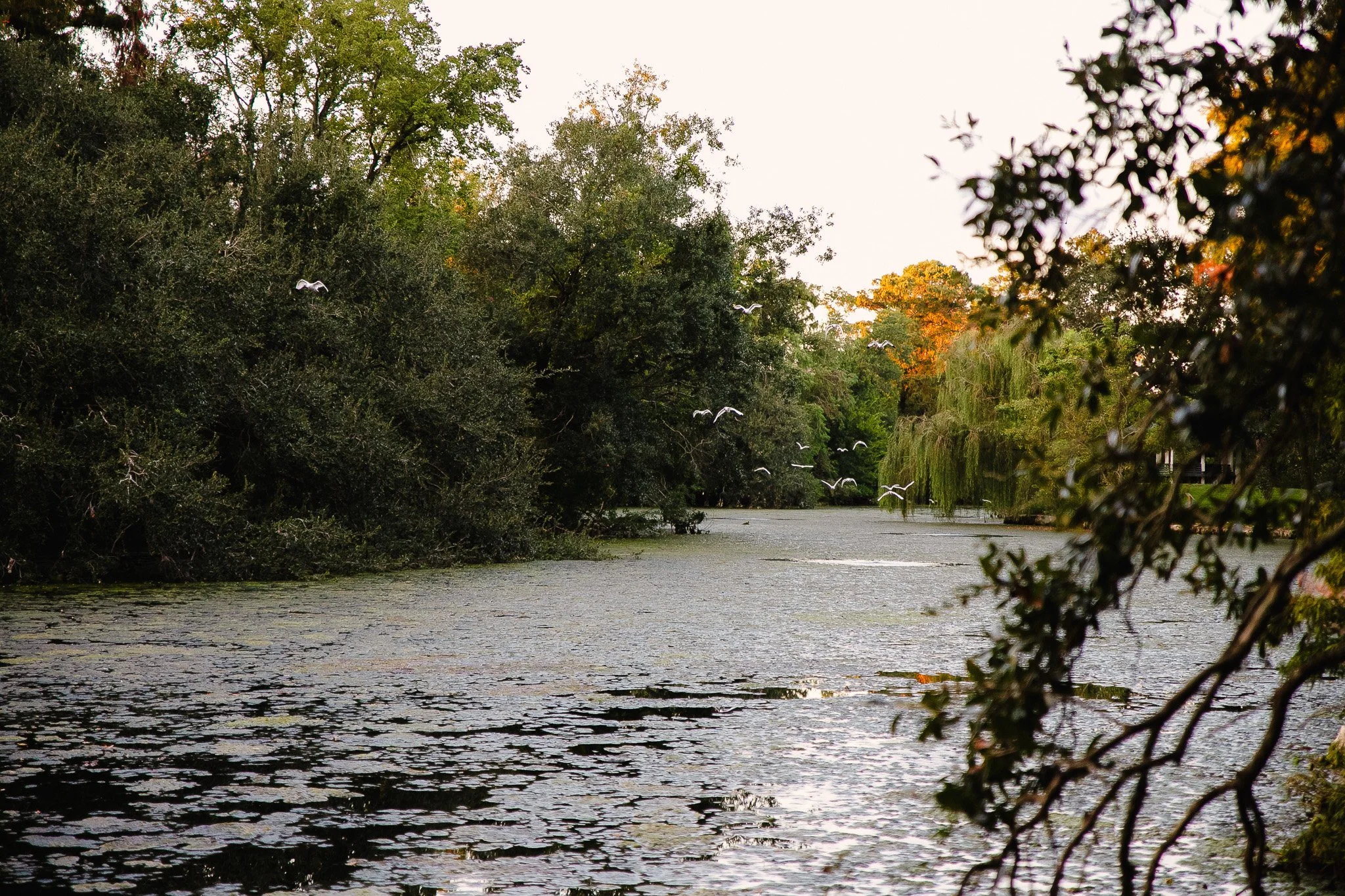 IMG_2915.jpg