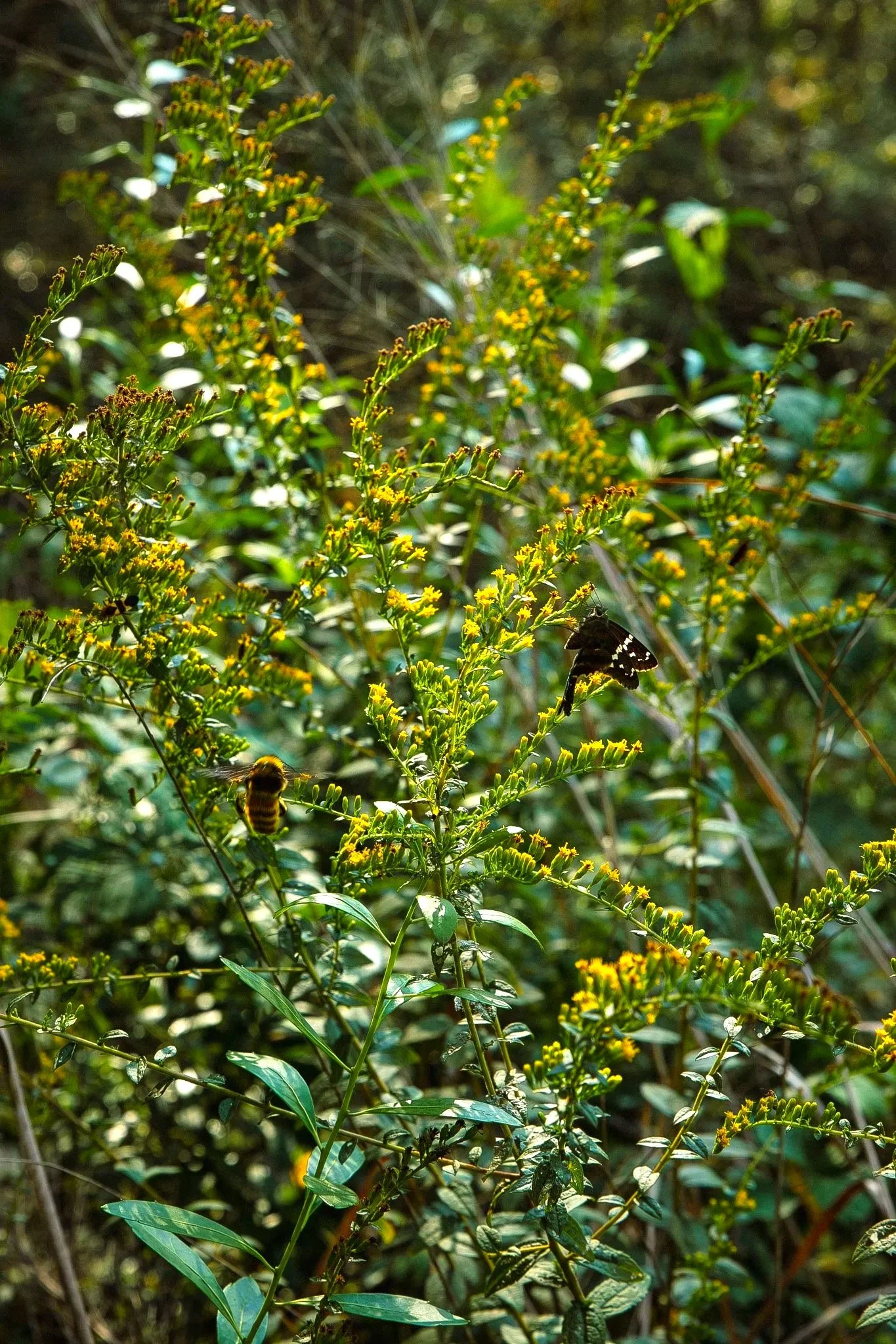 IMG_8631.jpg