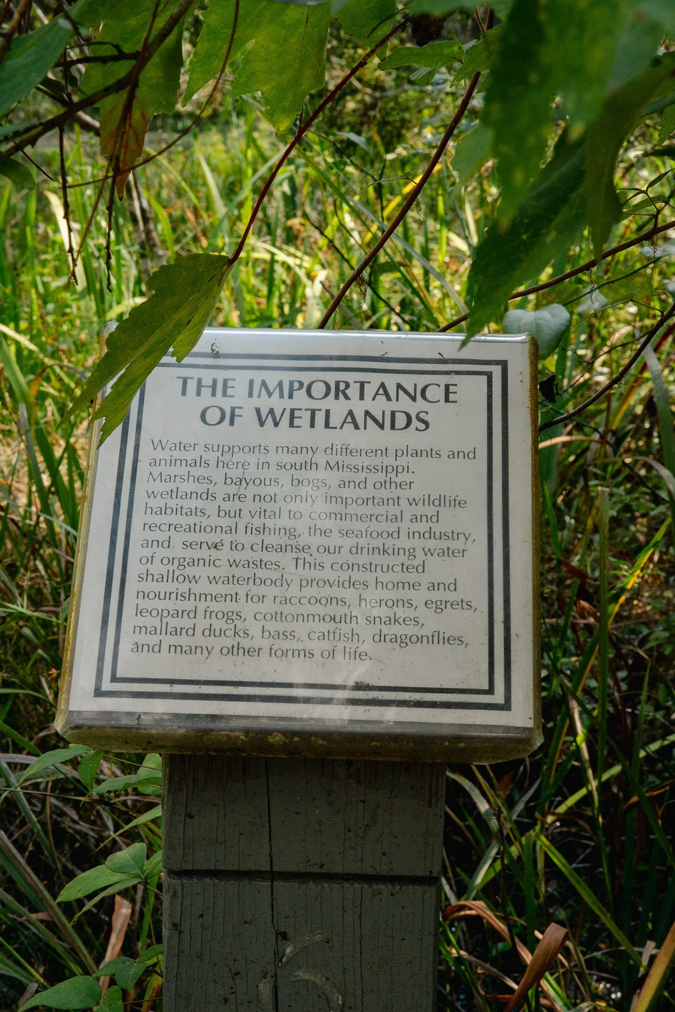 IMG_8533.jpg