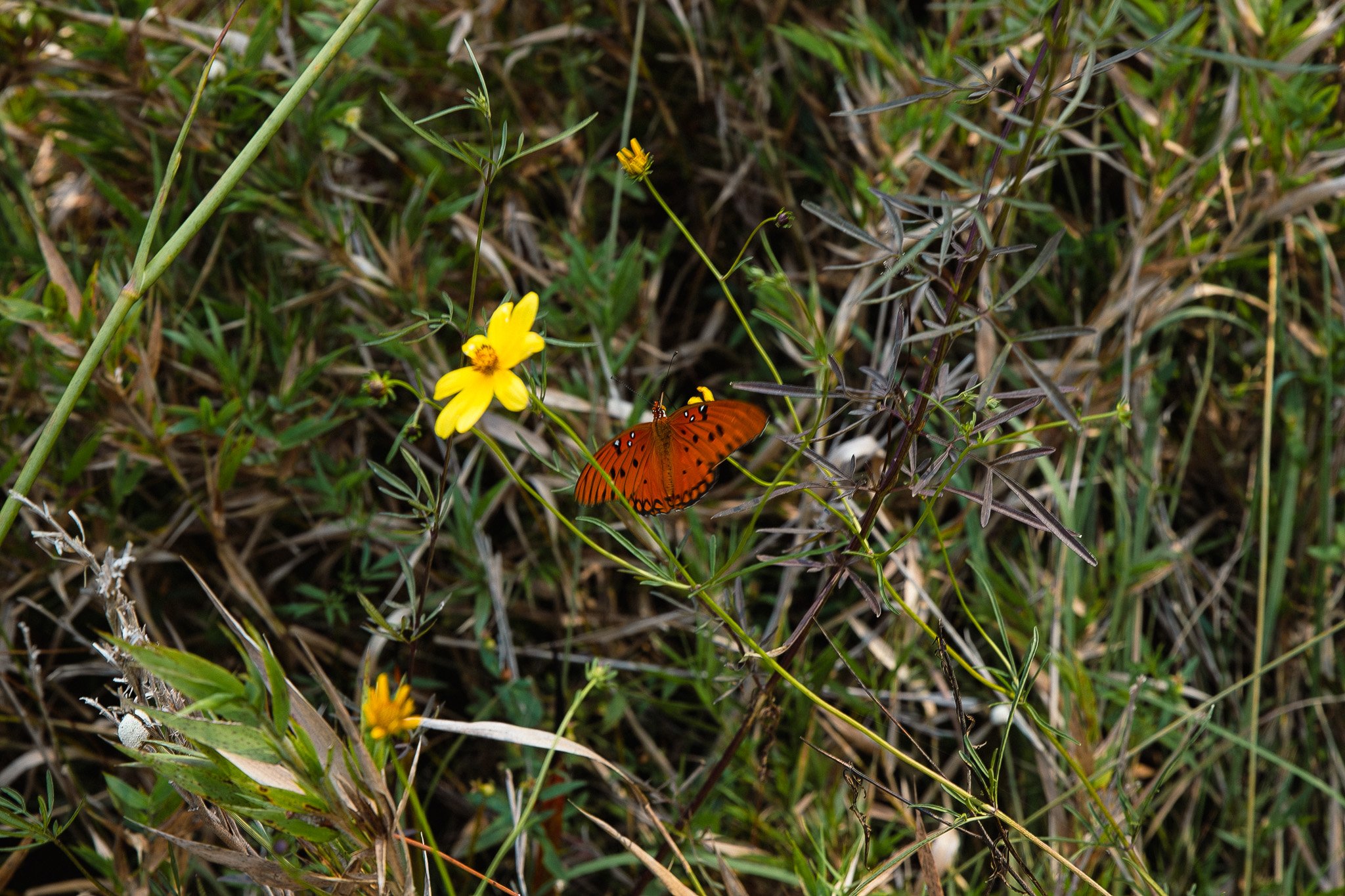IMG_8610.jpg