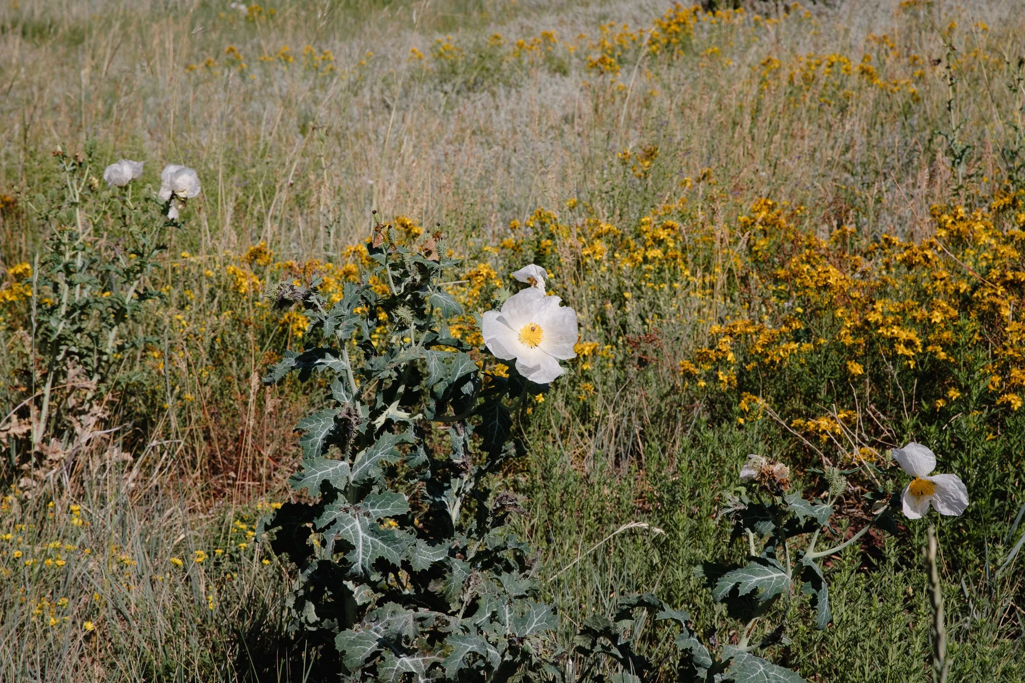 IMG_2522.jpg
