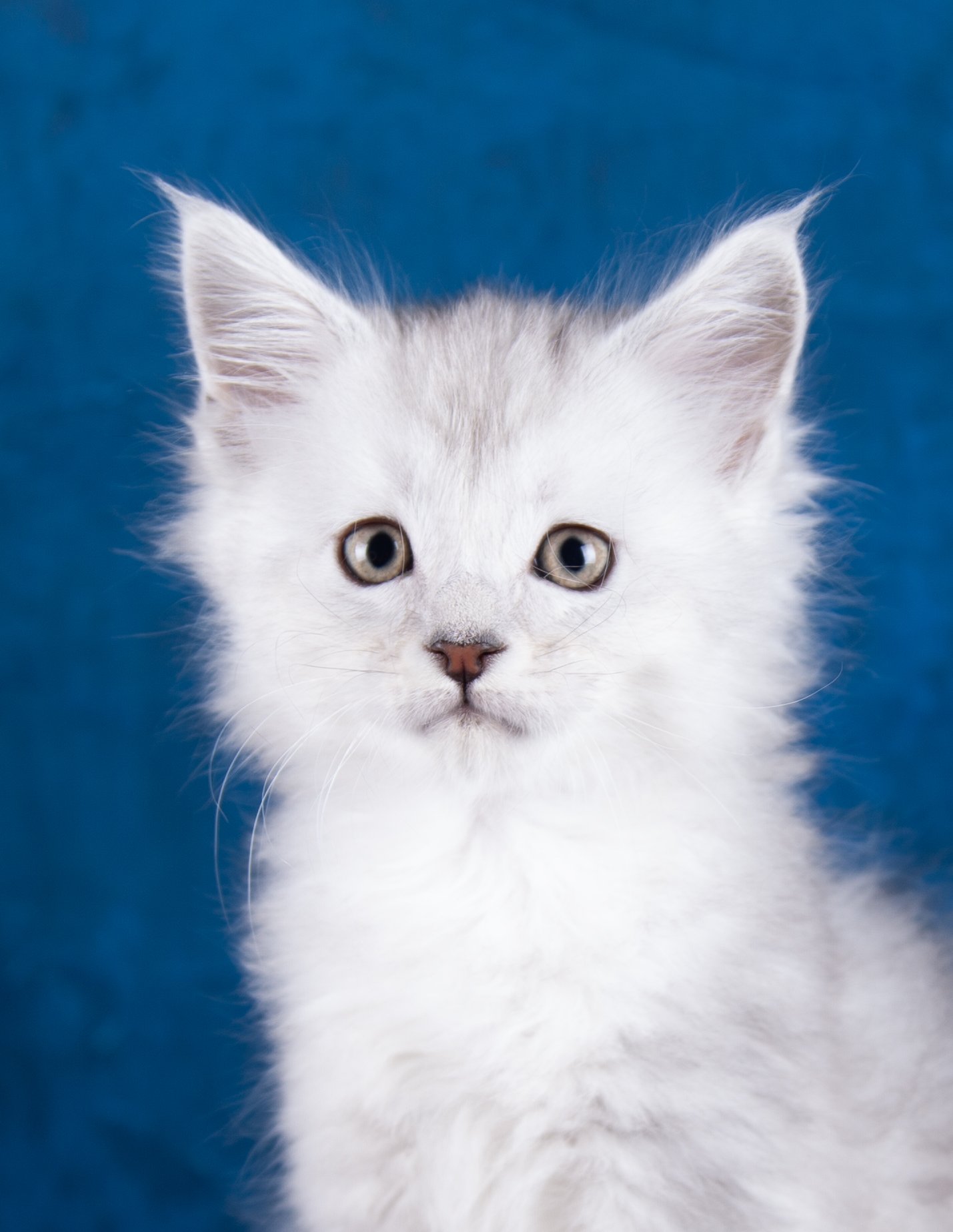 kits3.25_0080.jpg