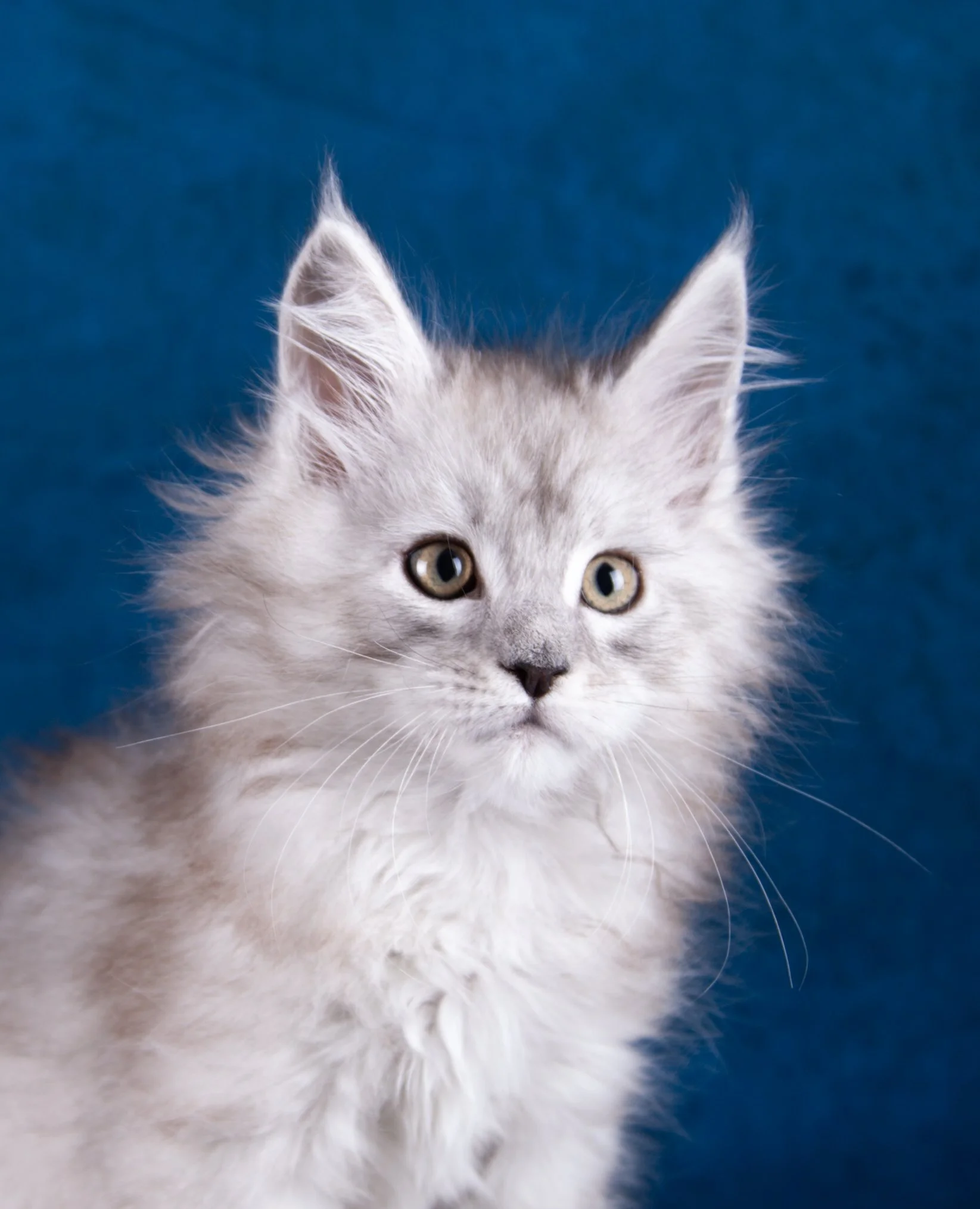 kits3.25_0016.jpg