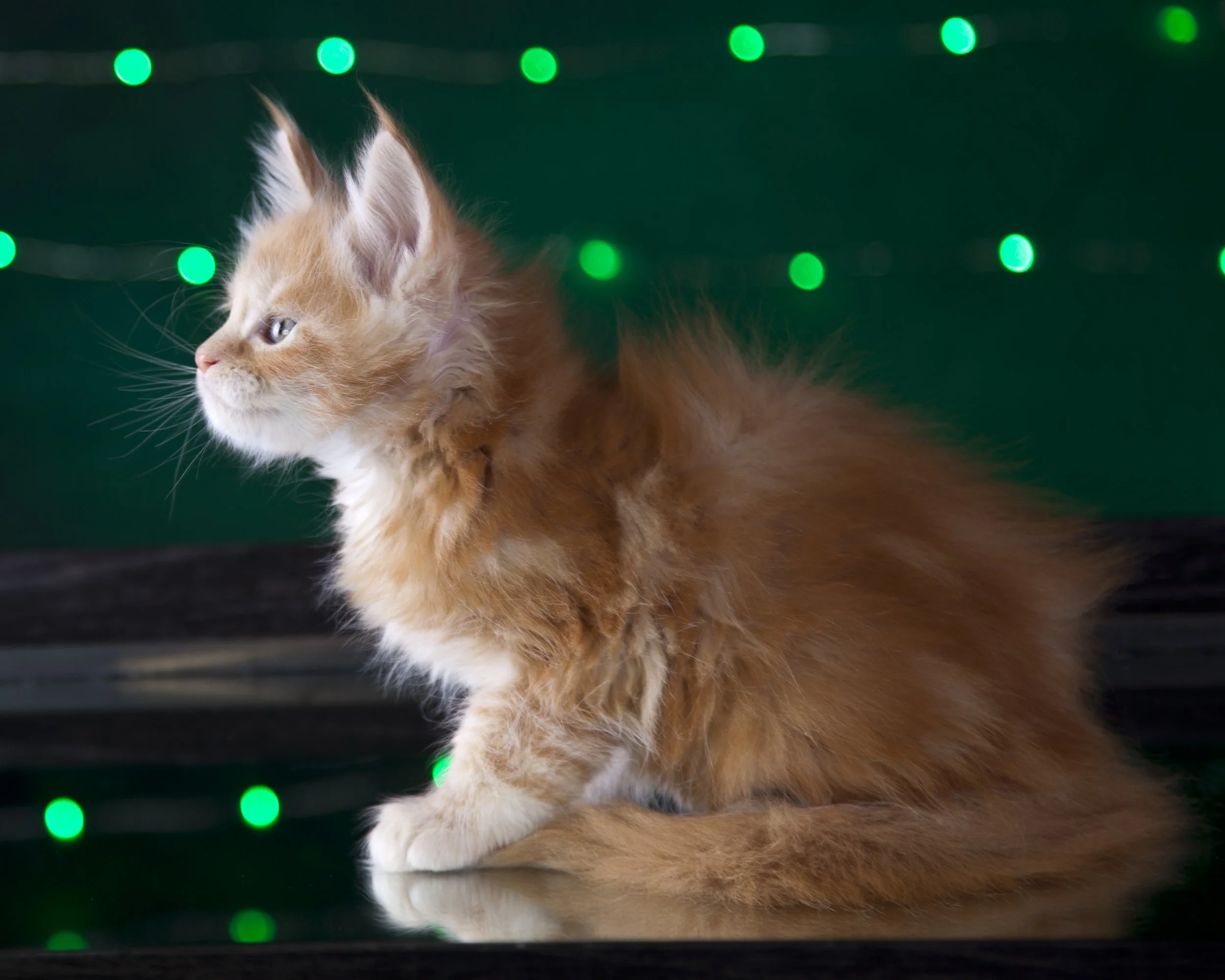 Litters51821_0952.jpg