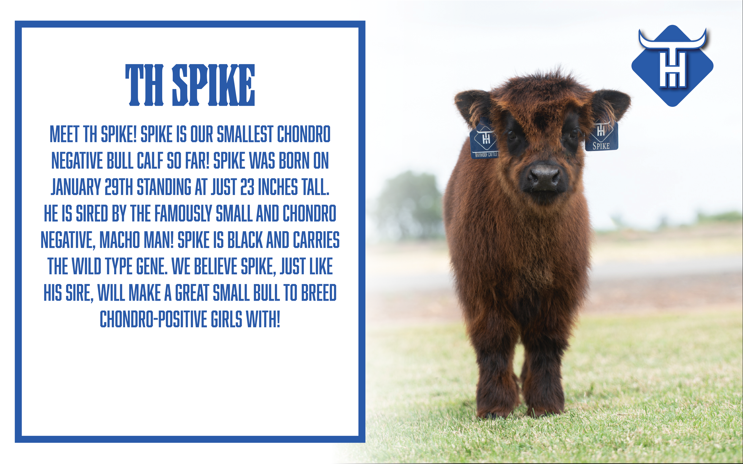 Spike.png
