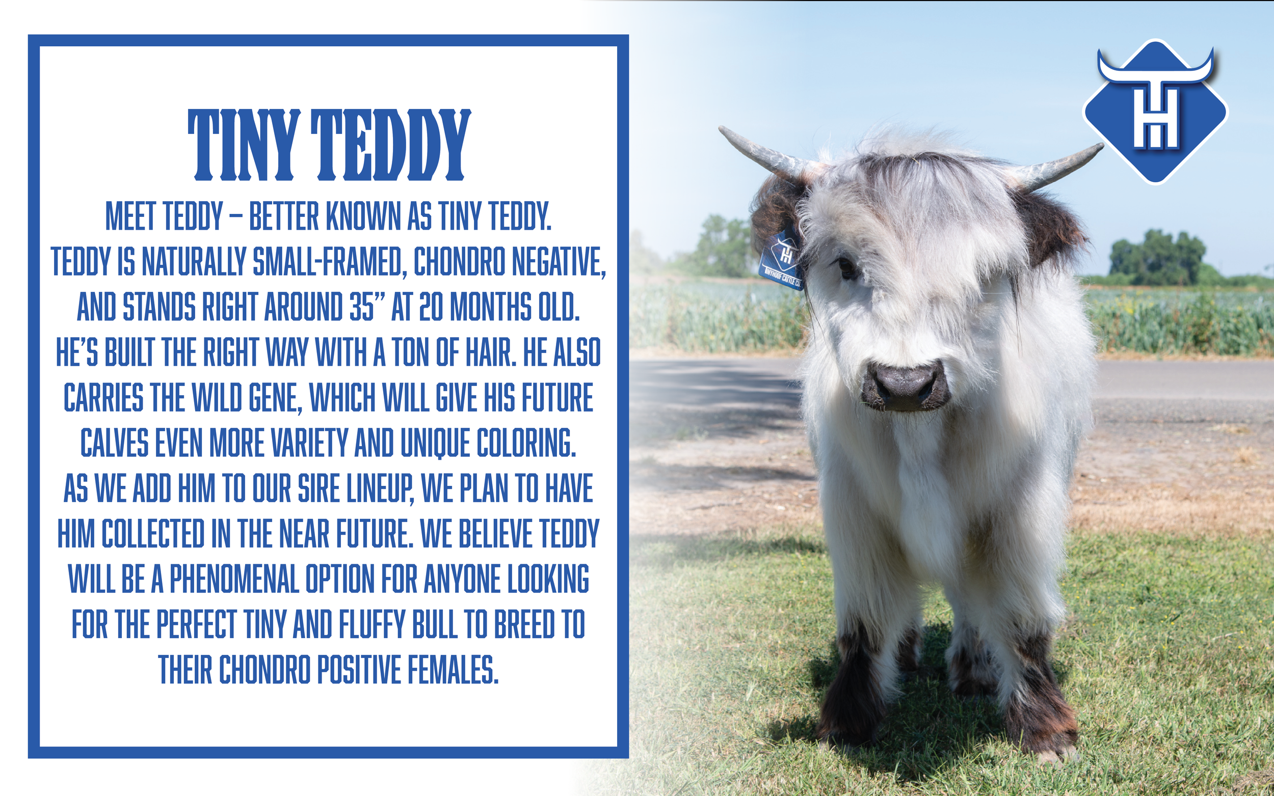 Teddy.png