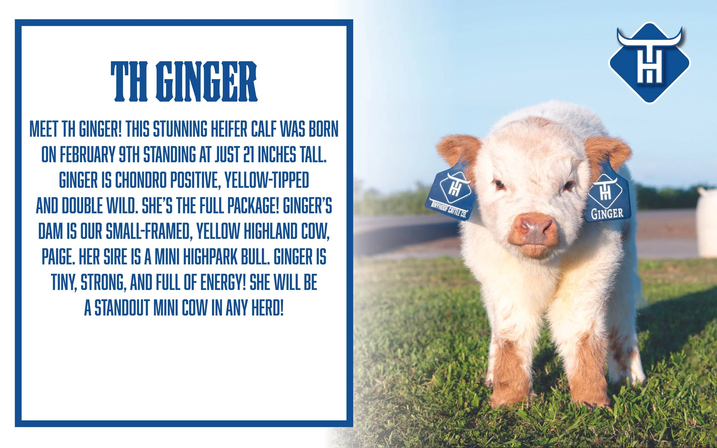 00 Website Cover36.jpg