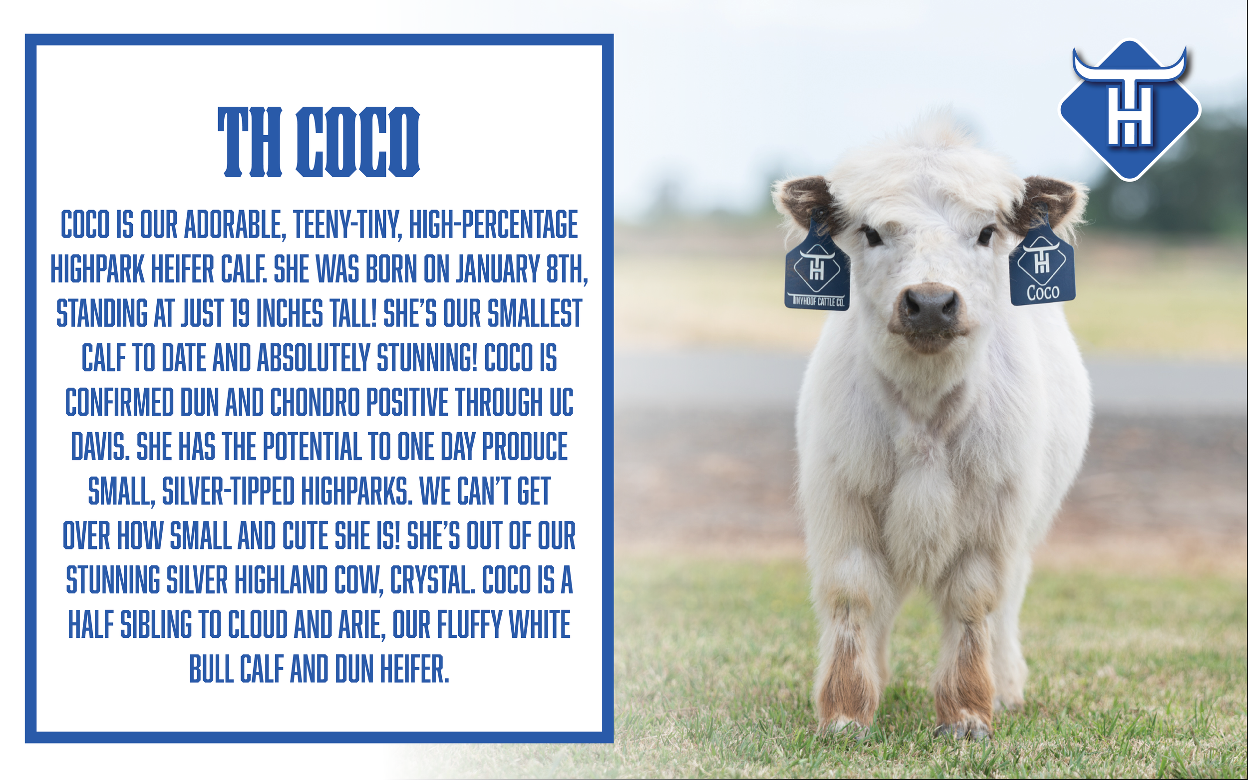 Coco.png