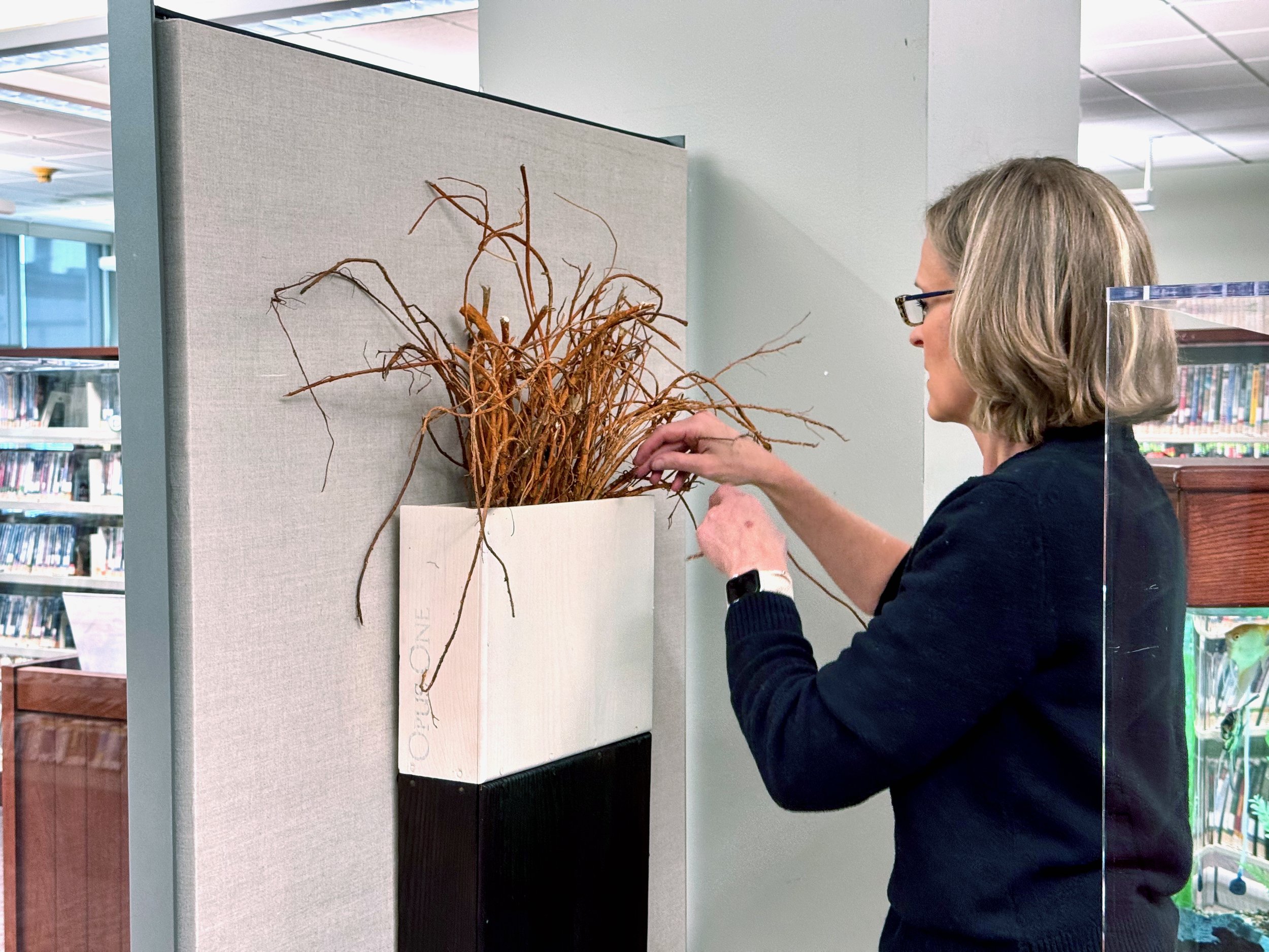 Root Study, Morse Institute Library, Natick, MA 3.jpeg