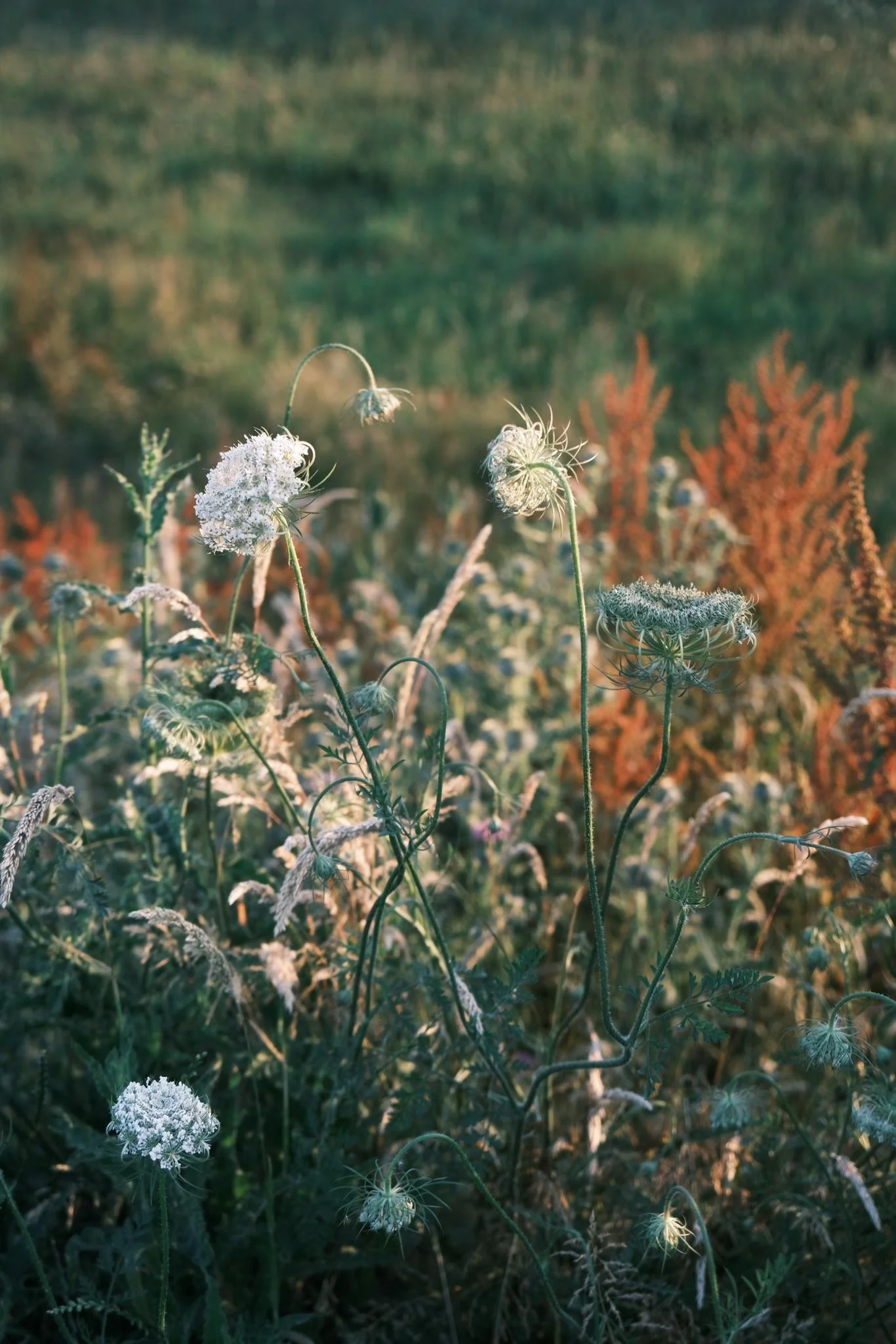 WhatsApp Image 2024-09-02 at 18.39.06_77670759.jpg