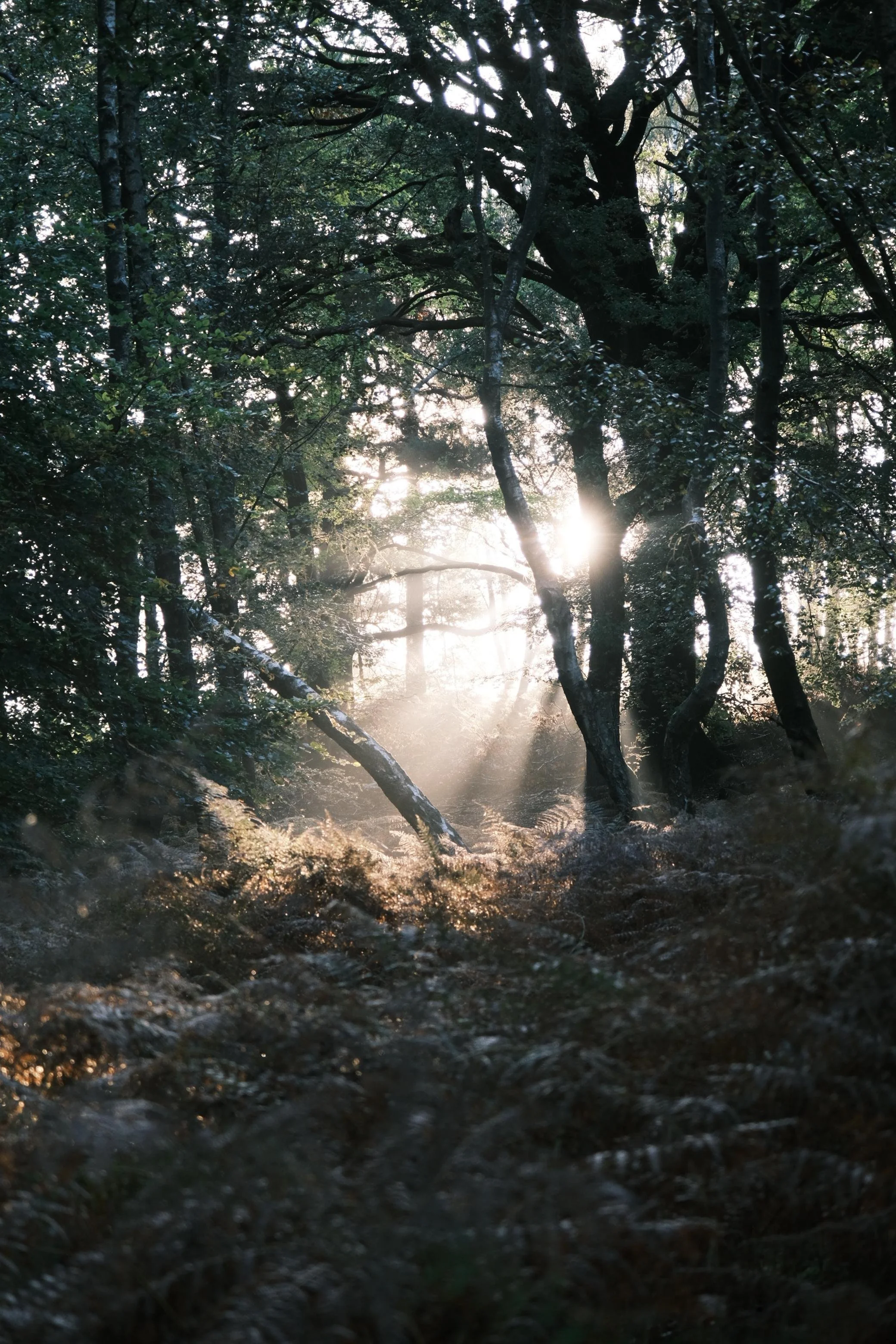 WhatsApp Image 2025-02-14 at 16.11.00_d566b098.jpg