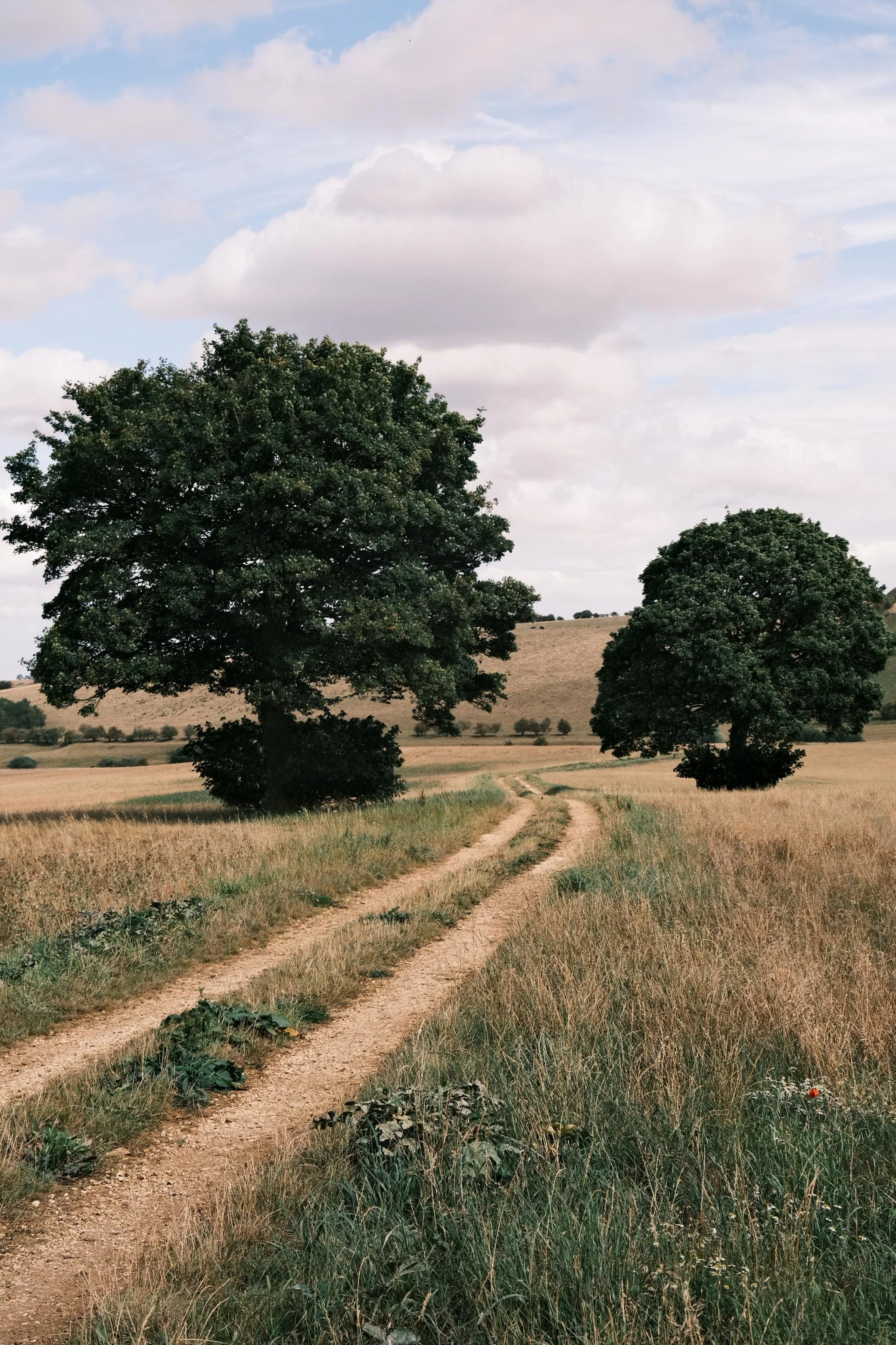 Oxcombe Orchards, Lincolnshire Wolds
