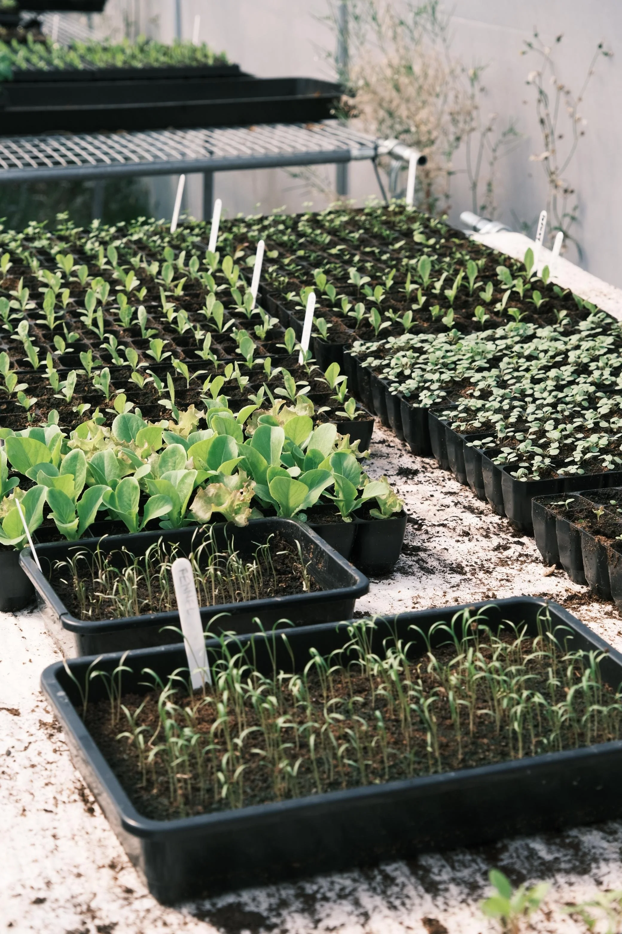 WhatsApp Image 2025-12-17 at 16.07.54-18.jpeg