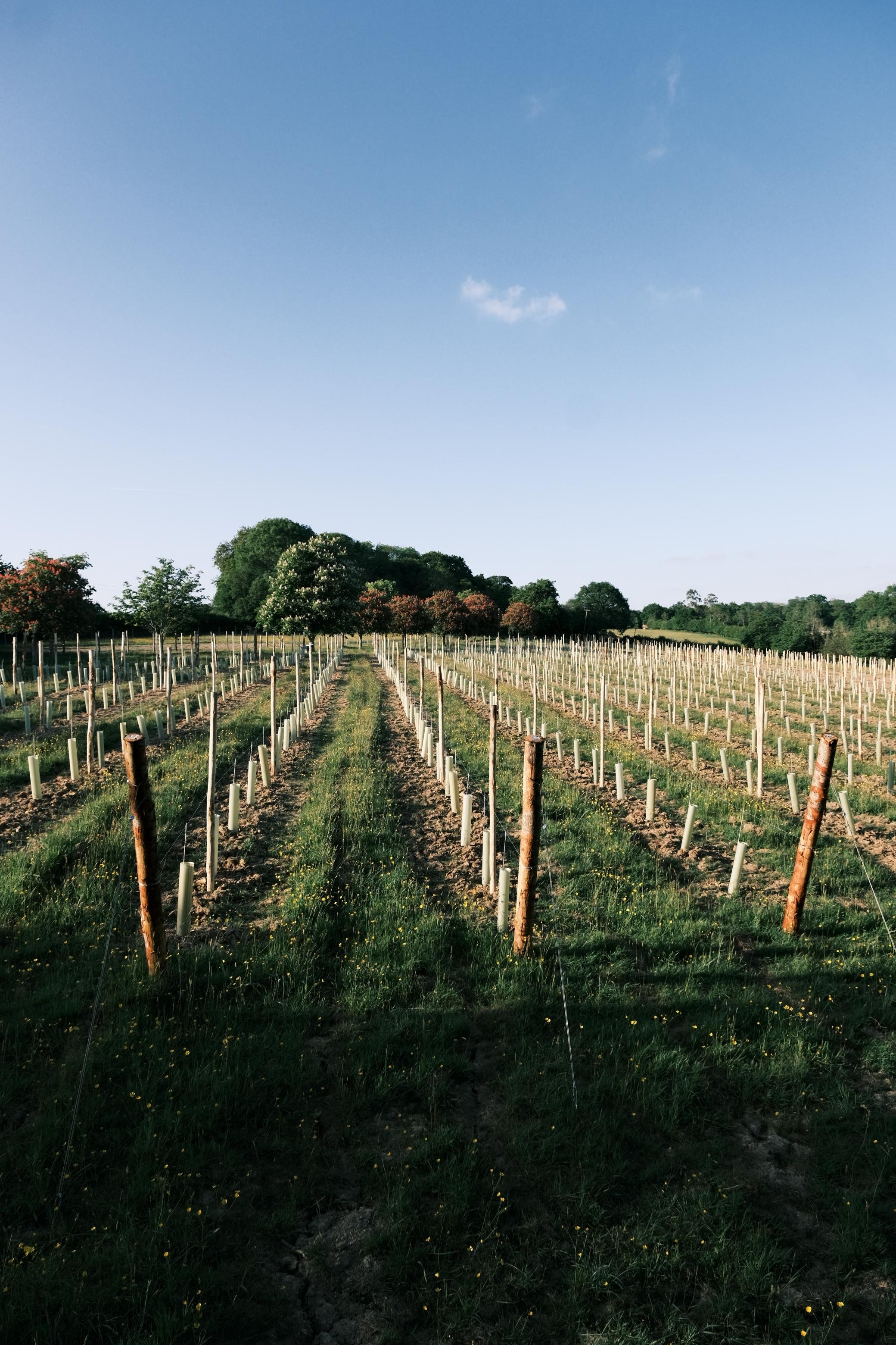 Wild Vineyards, East Sussex
