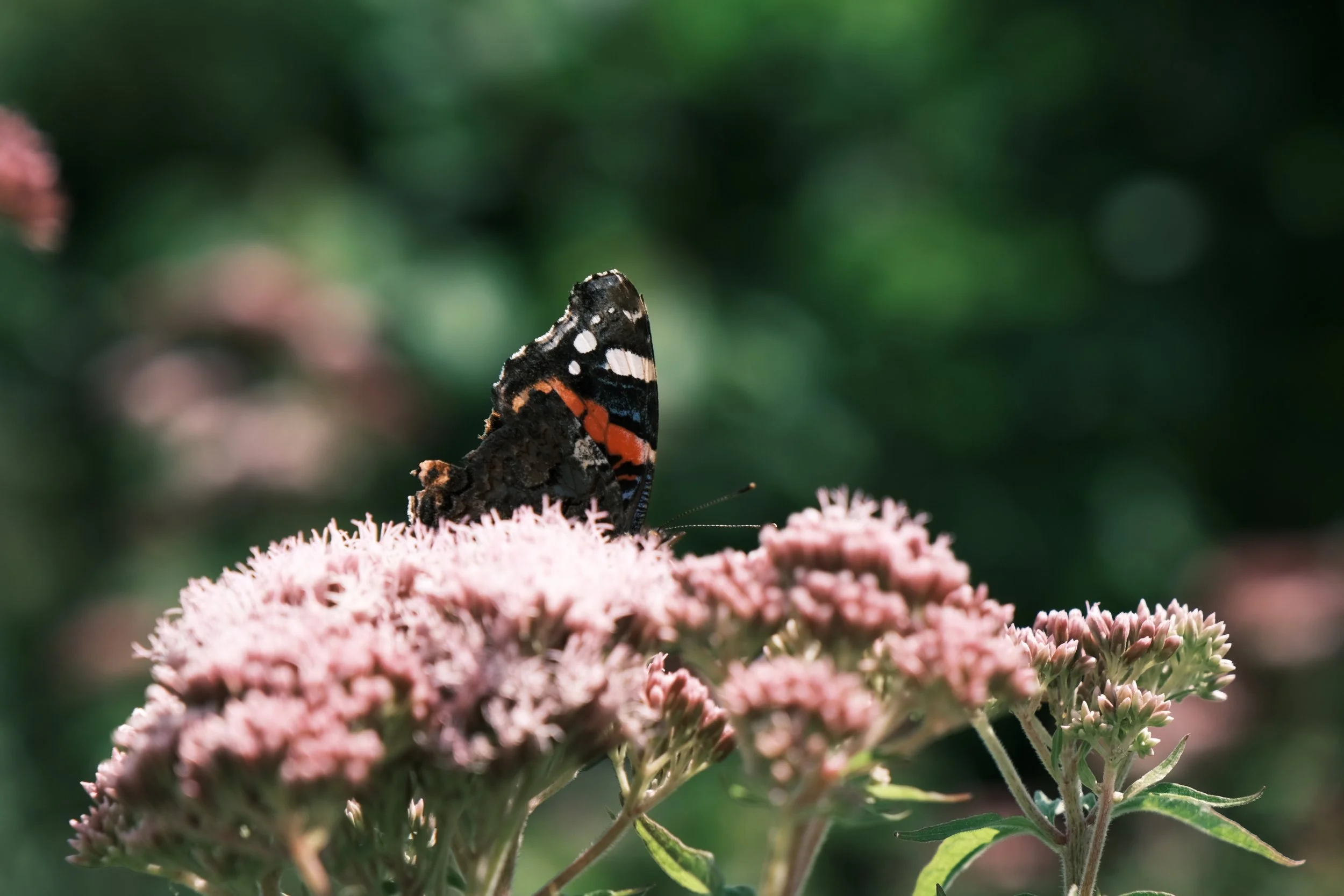Regenerative landscape design: from first walk to living masterplan